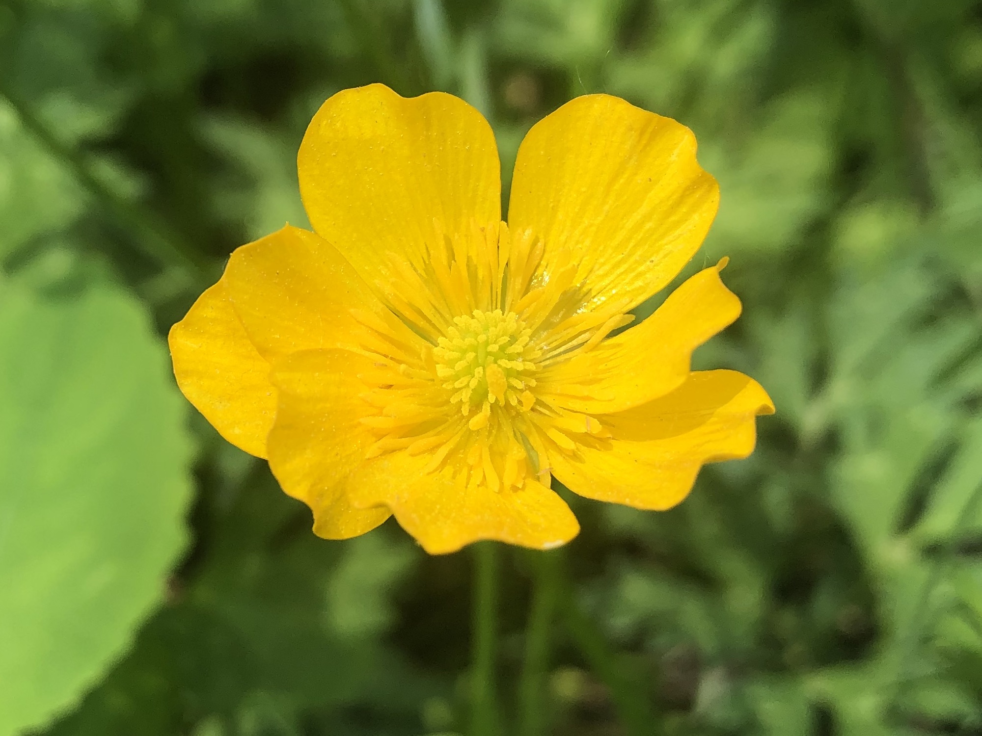 Creeping Buttercup along the bike path behind Gregory Street between Commonwealth and Glenway in Madison, Wisconsin on June 2, 2022.