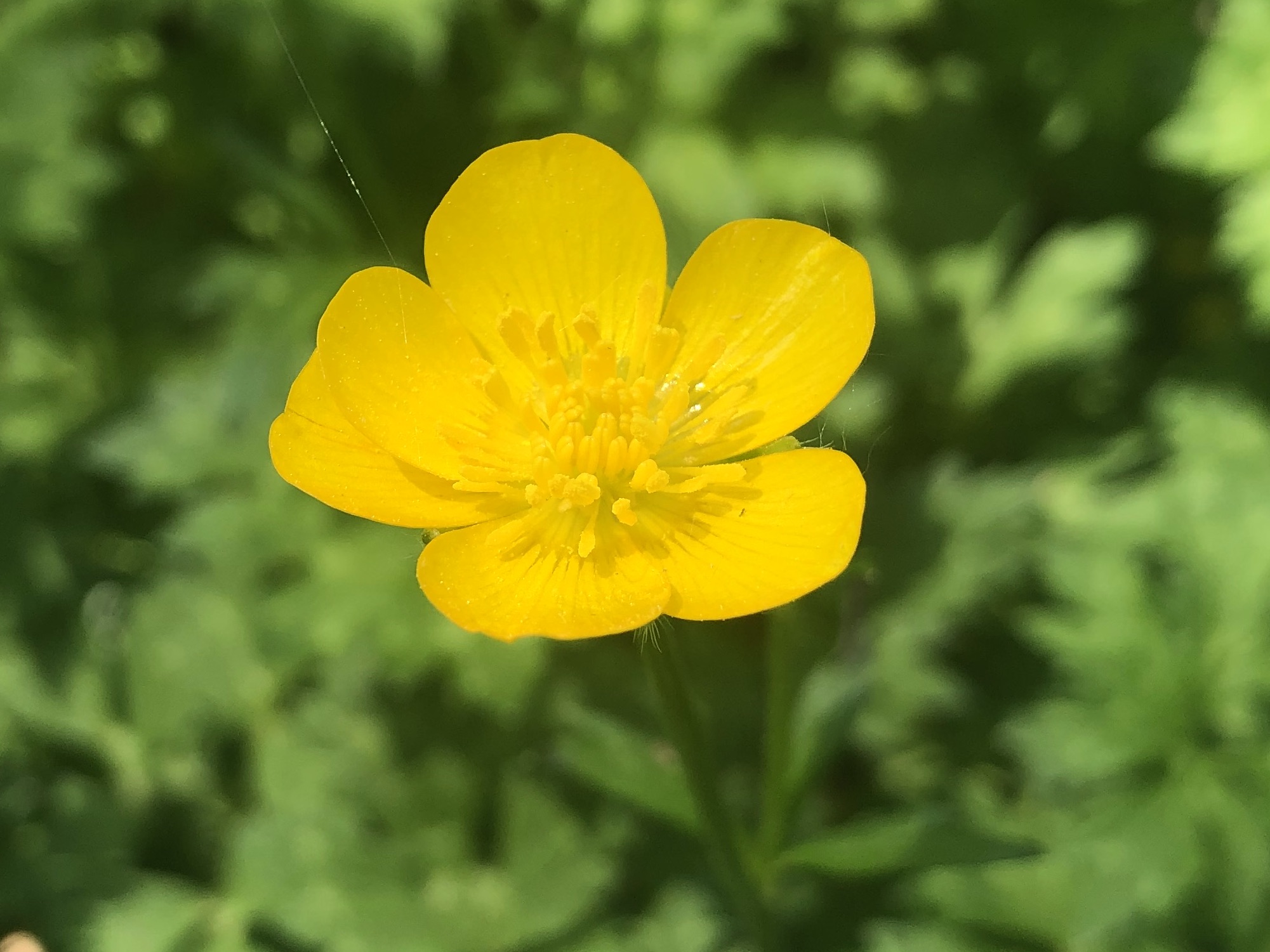 Creeping Buttercup in a grassy clearing along the bike path between Odana Road and Midvale Boulevard in Madison, Wisconsin on June 2, 2022.
