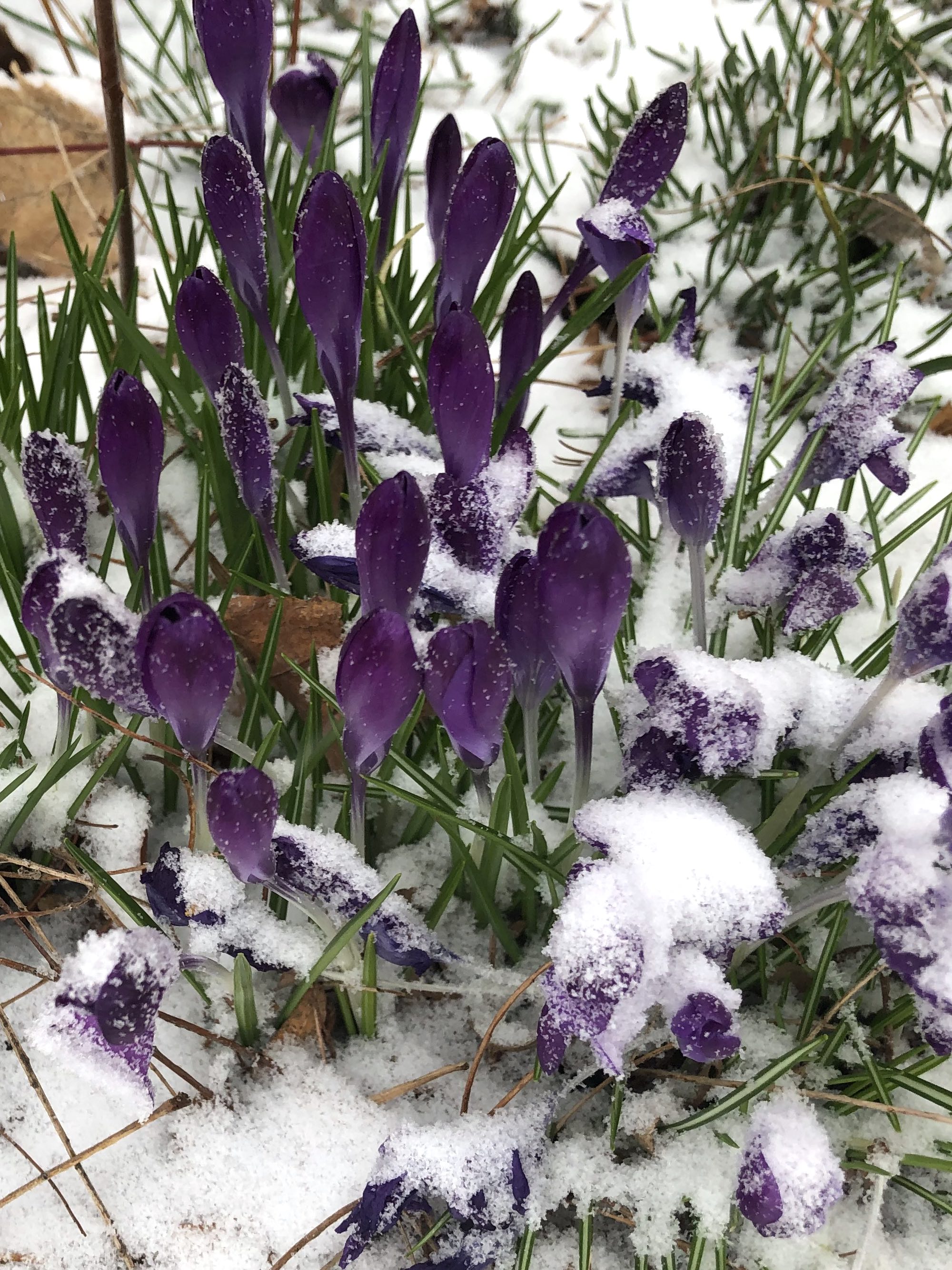 Crocus next to Thoreau Elementary wall on March 15, 2021.