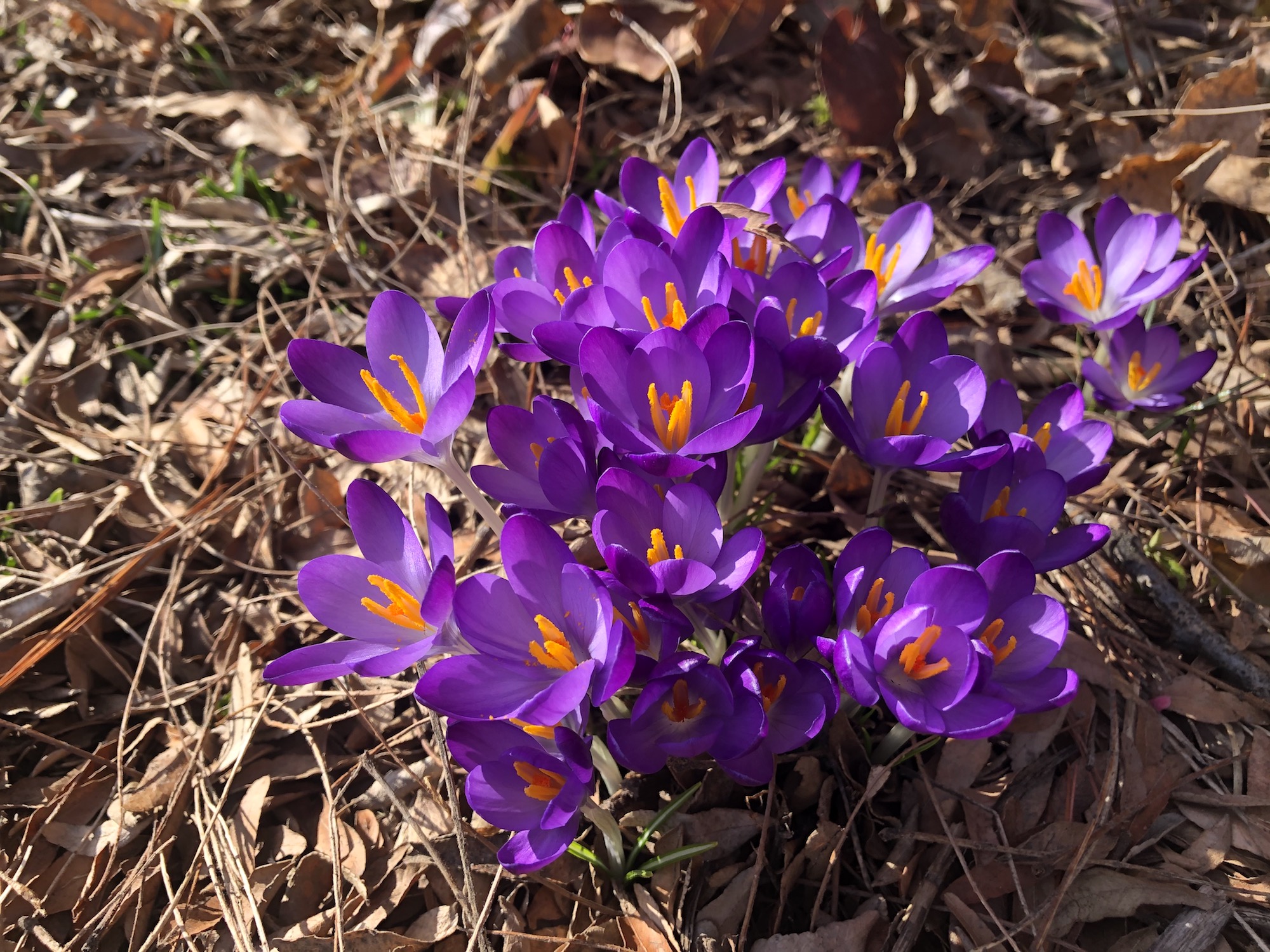Crocus next to Thoreau Elementary wall on March 5, 2021.