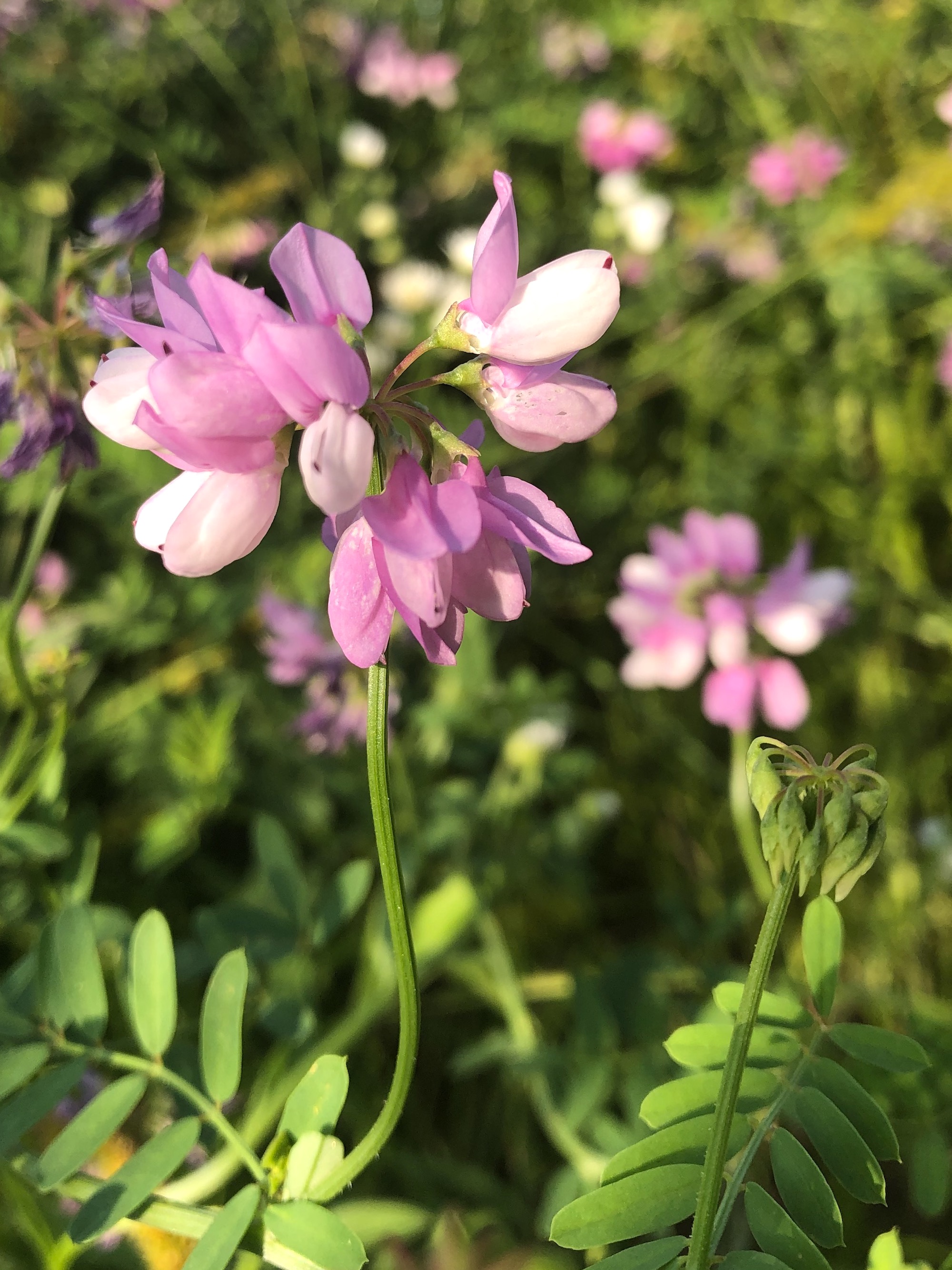 Crown Vetch on shore of Lake Wingra on July 1, 2020.