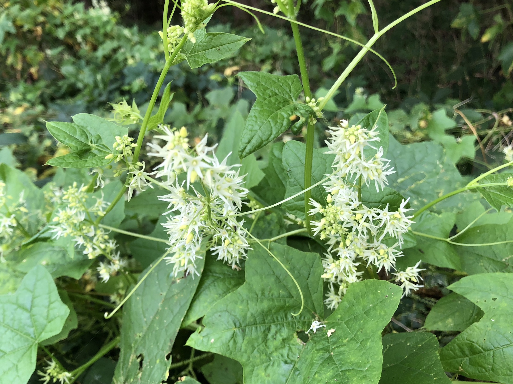 Wild Cucumber at edge of woods on Arbor Drive in Madison, Wisconsin on August 28, 2018.
