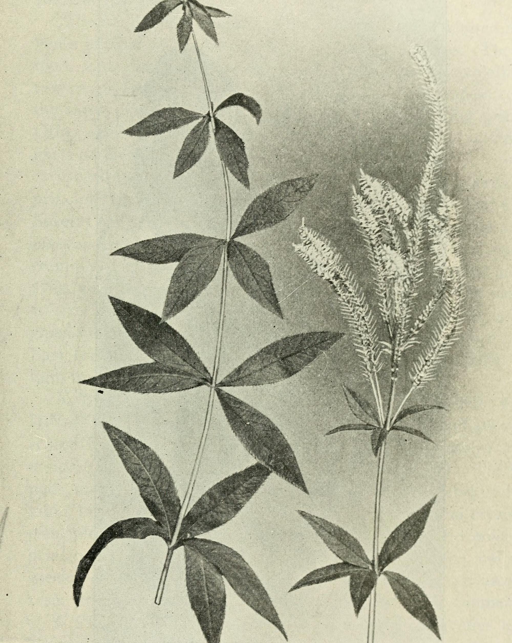 Culver's Root botanical illustration circa 1916.