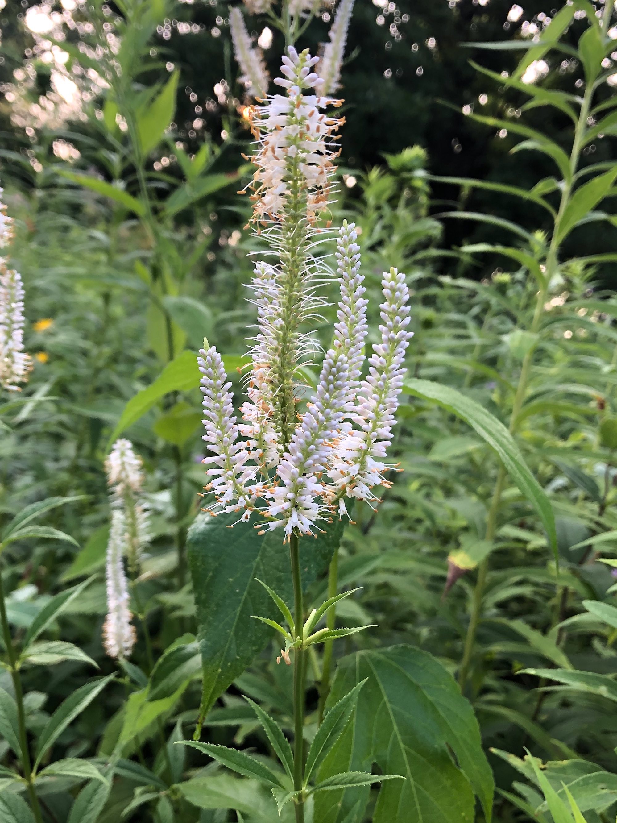Culver's Root in Oak Savanna in Madison, Wisconsin on July 24, 2019.