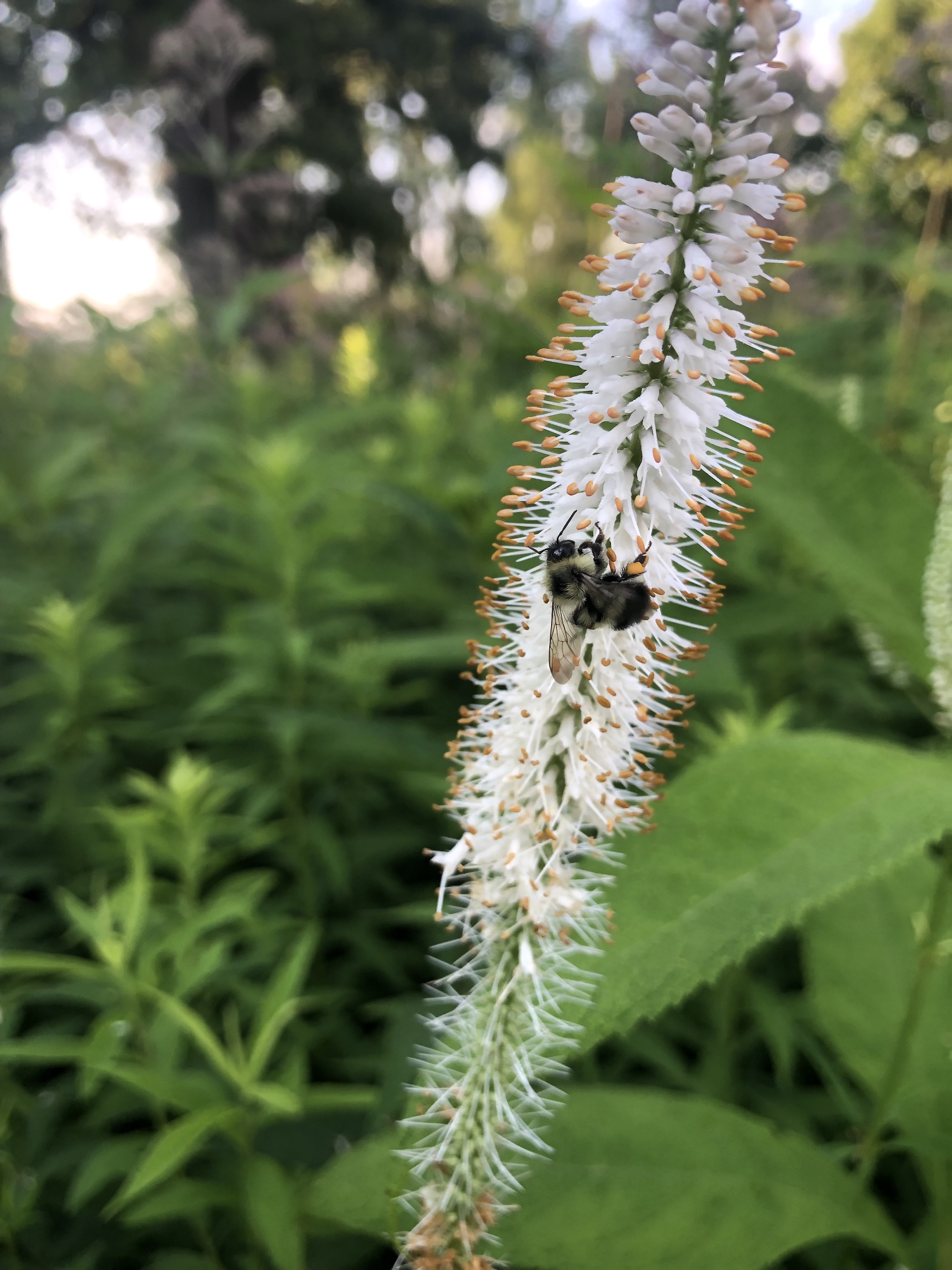 Culver's Root in Oak Savanna in Madison, Wisconsin on July 9, 2021.