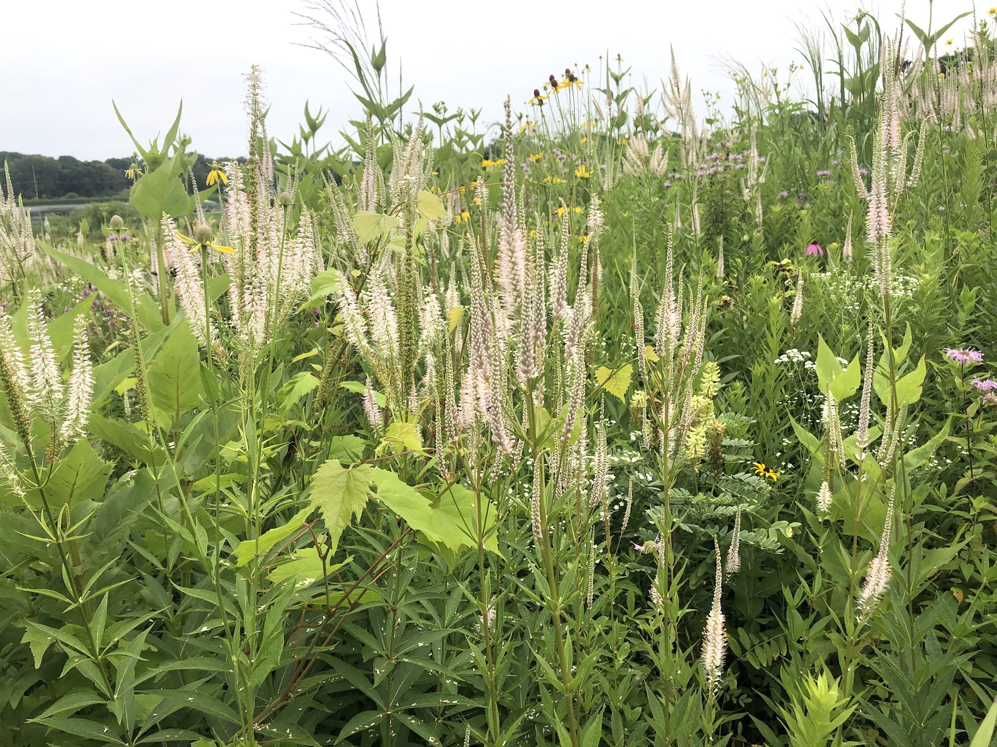 Culver's Root overlooking Dawley Conservancy in Madison, Wisconsin on July 21, 2021.