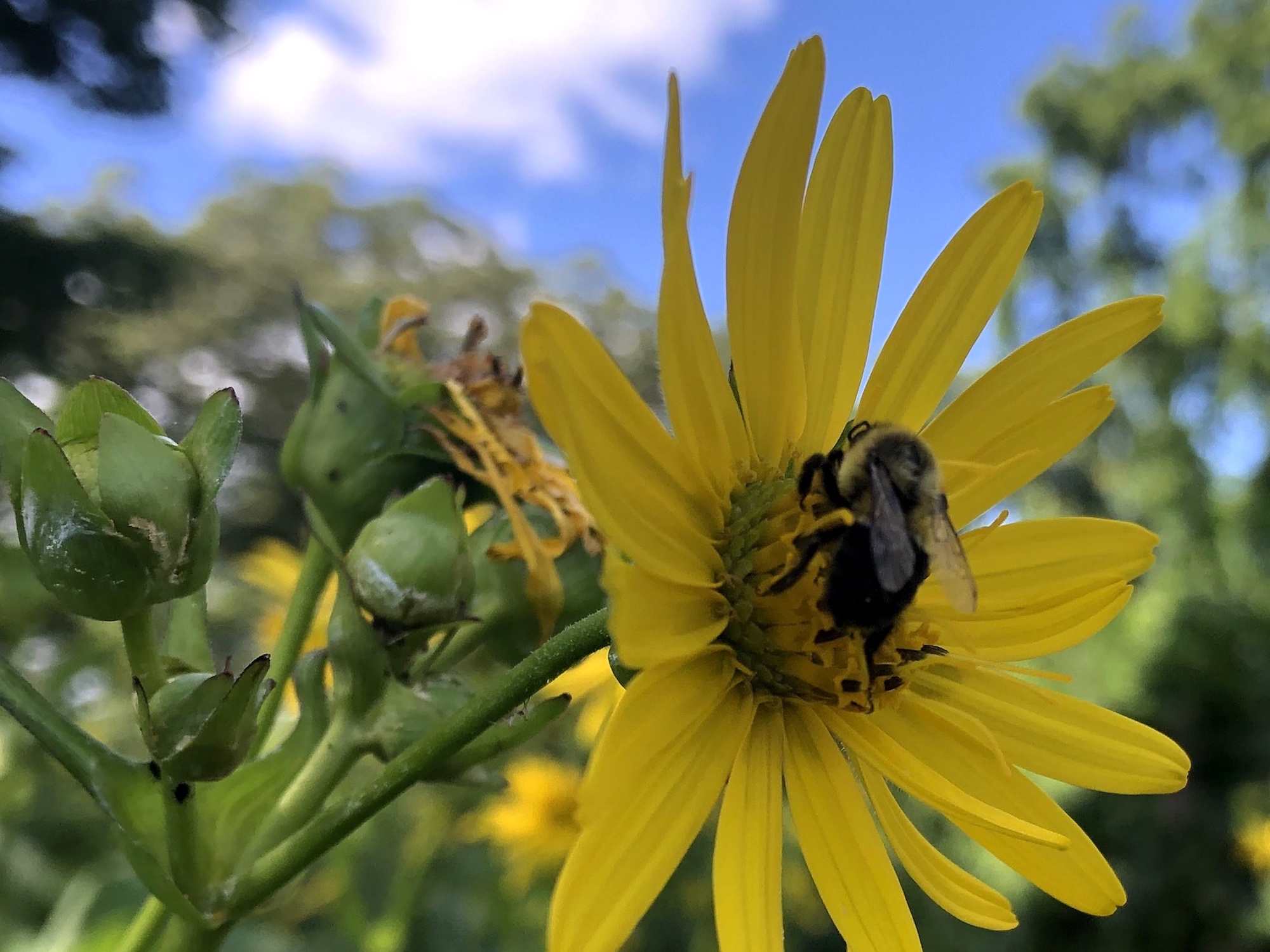 Bumblebee on Cup Plant on August 4, 2020.