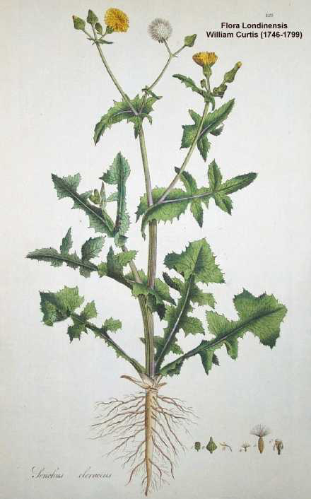 1807 Common Sowthistle botanical illustration by William Curtis.