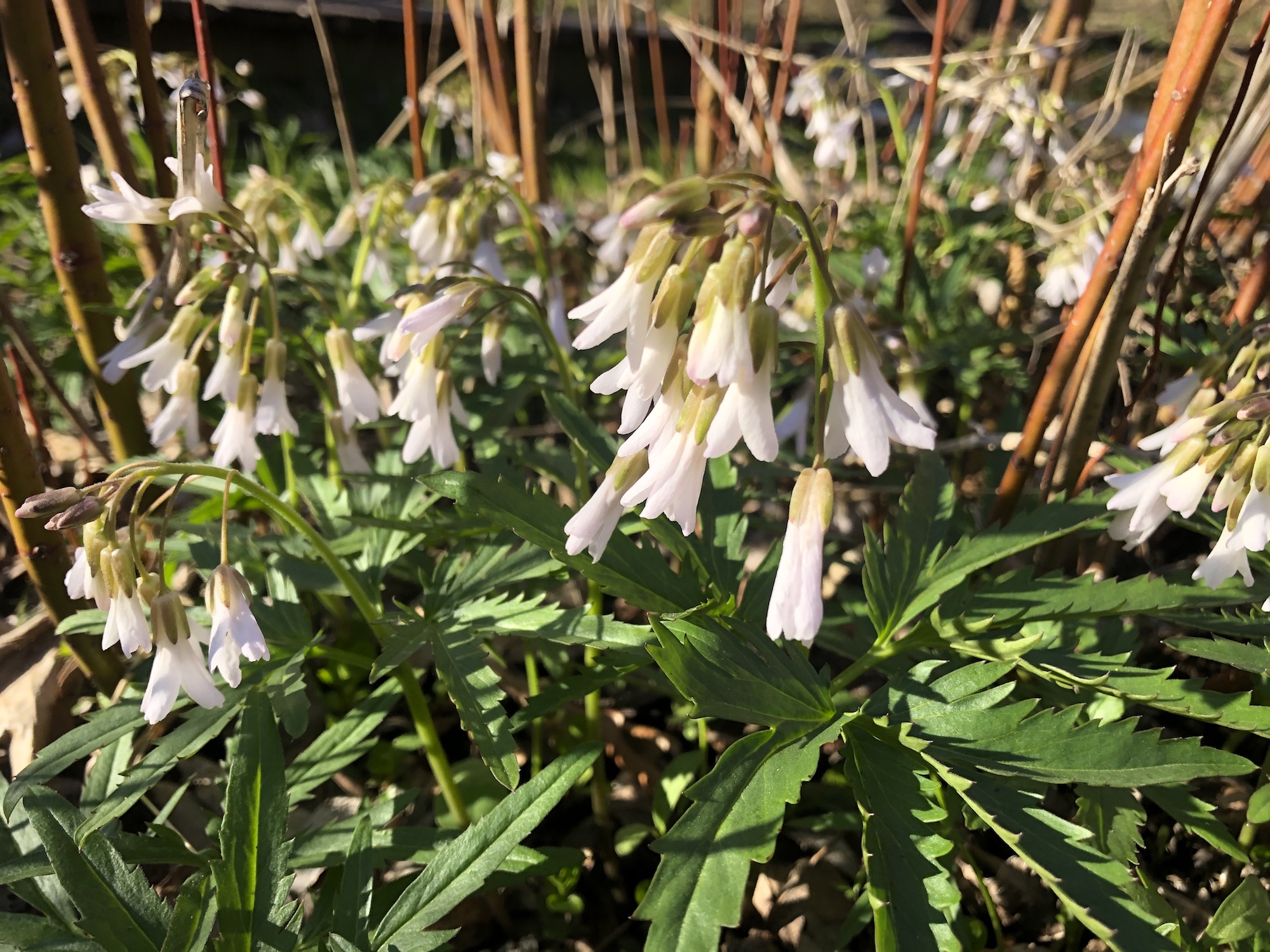 Cutleaf Toothwort in Oak Savanna by Council Ring in Madison, Wisconsin on April 19, 2020.