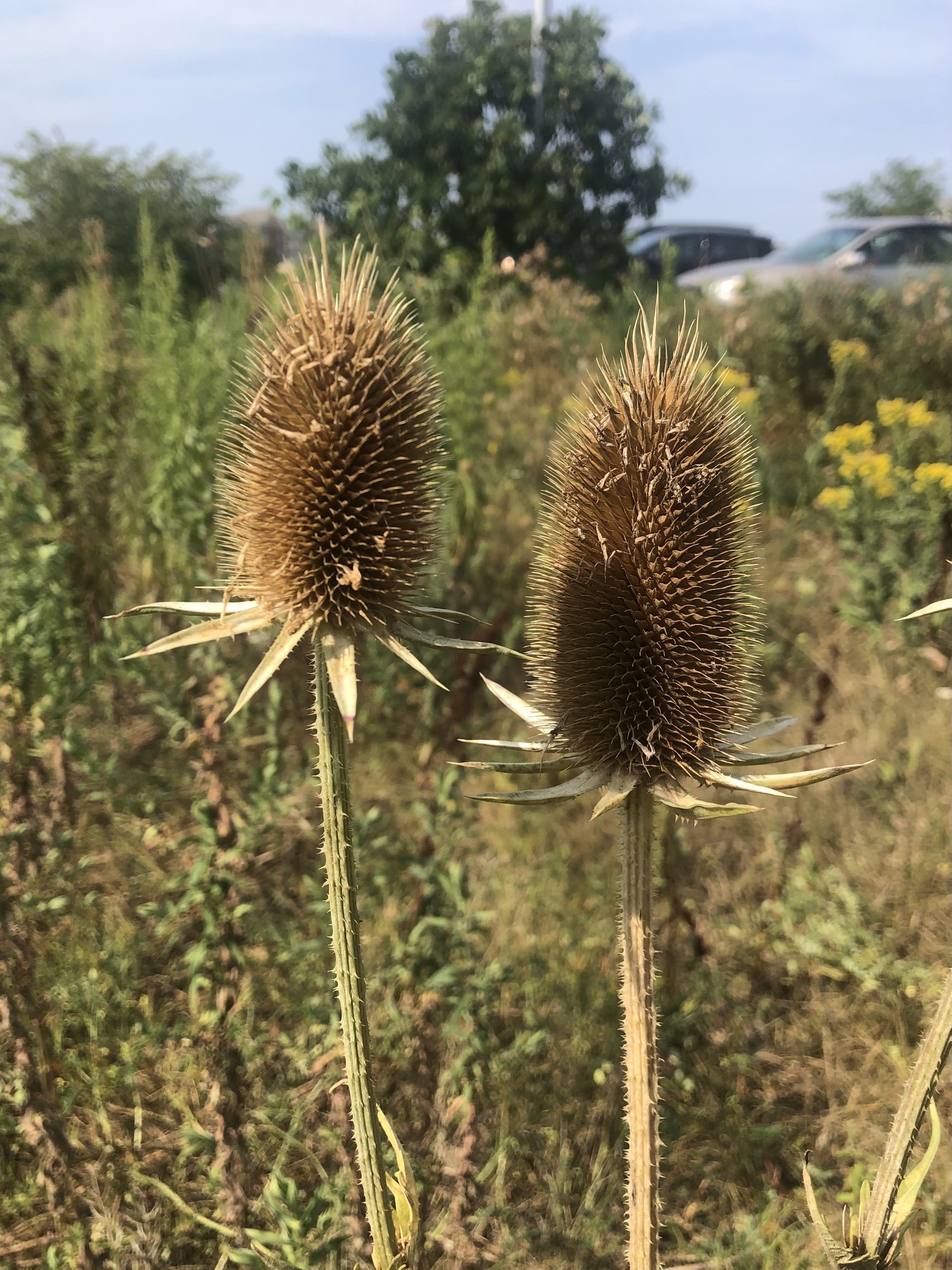 Cutleaf Teasel in wild area between GHC Hatchery Hill Clinic parking lot and Cahill Main Road in Madison, Wisconsin on August 5, 2021.