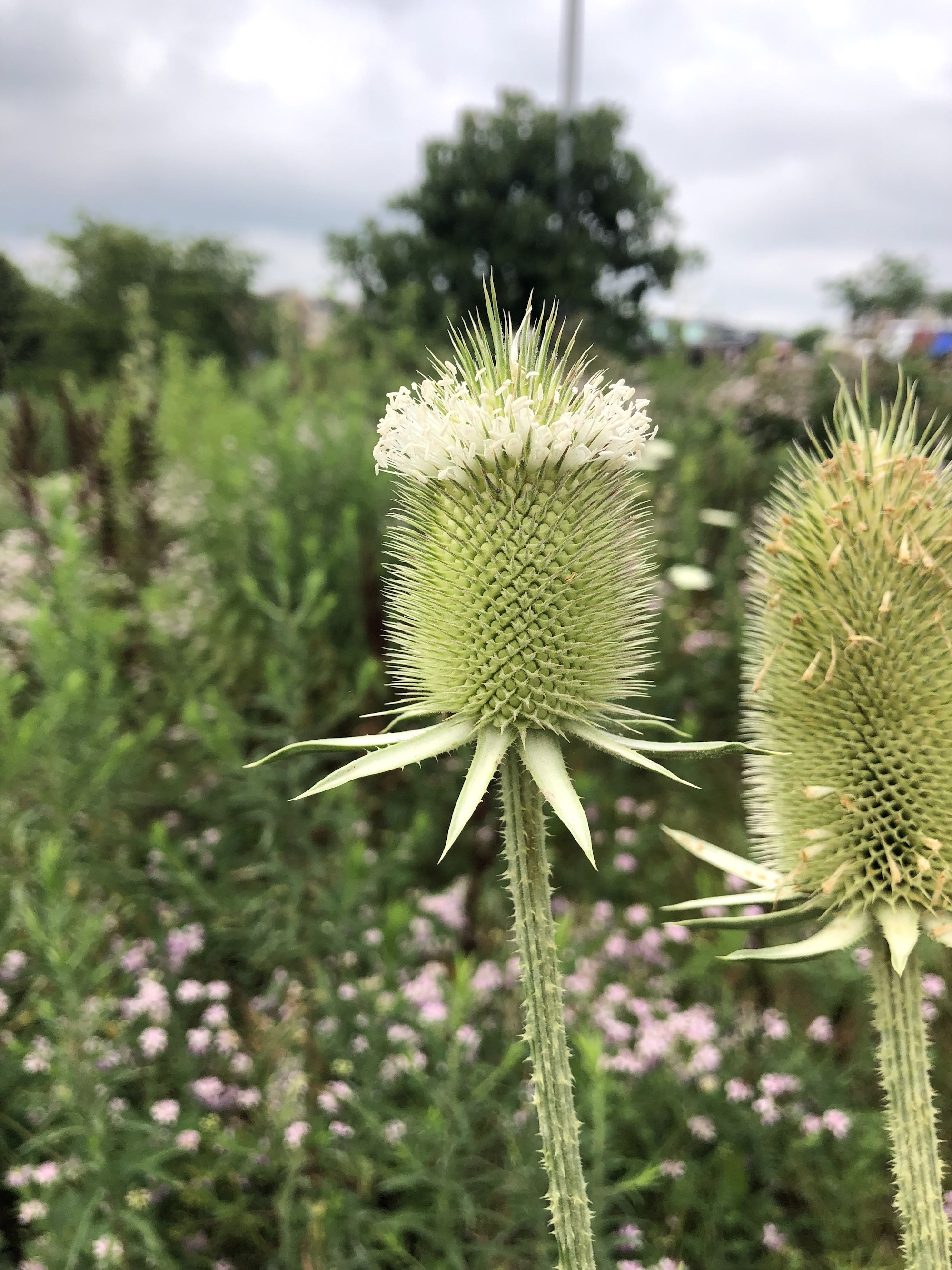 Cutleaf Teasel in wild area between GHC Hatchery Hill Clinic parking lot and Cahill Main Road in Madison, Wisconsin on July 13, 2021.