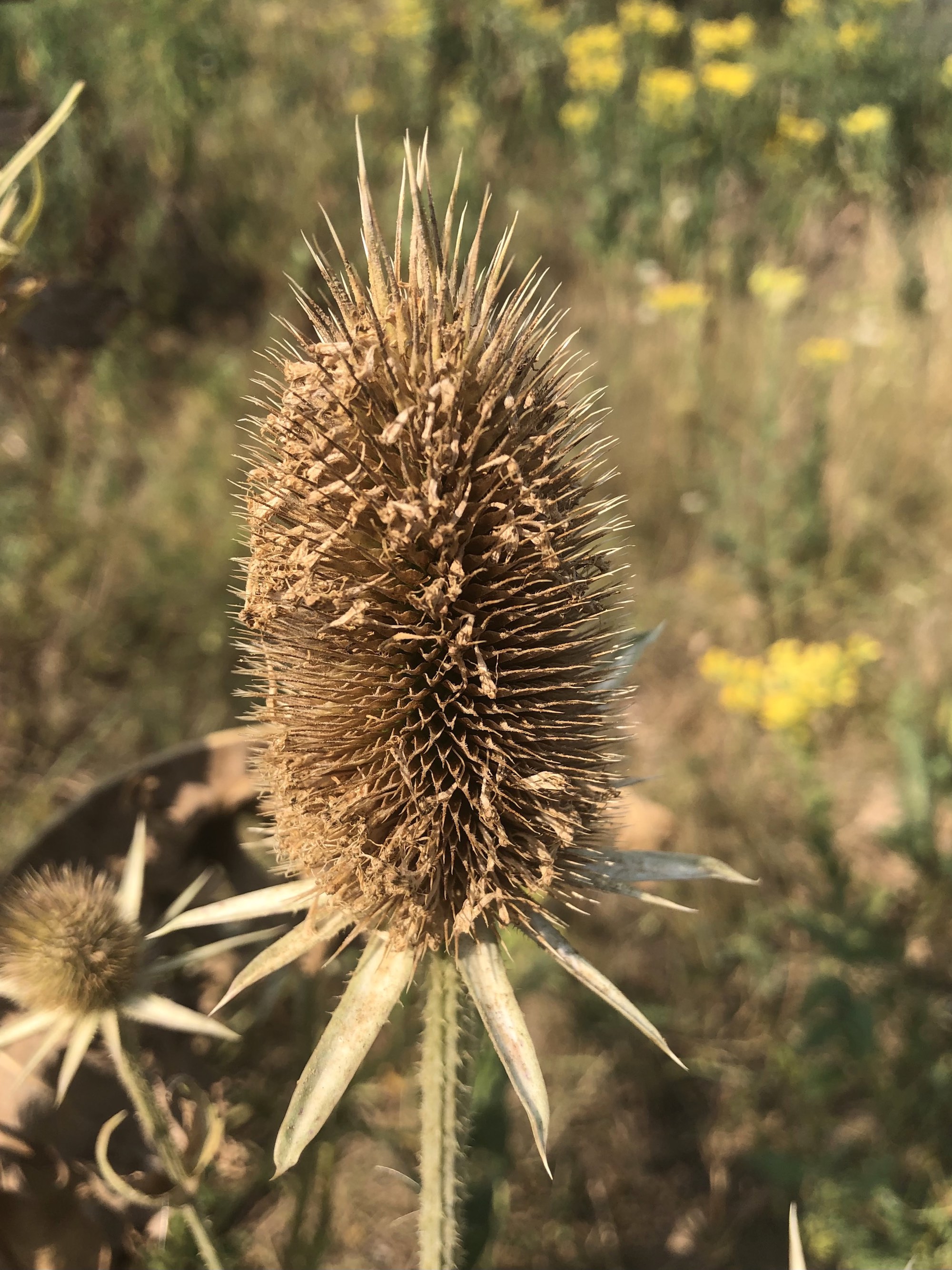 Cutleaf Teasel in wild area between GHC Hatchery Hill Clinic parking lot and Cahill Main Road in Madison, Wisconsin on August 5, 2021.