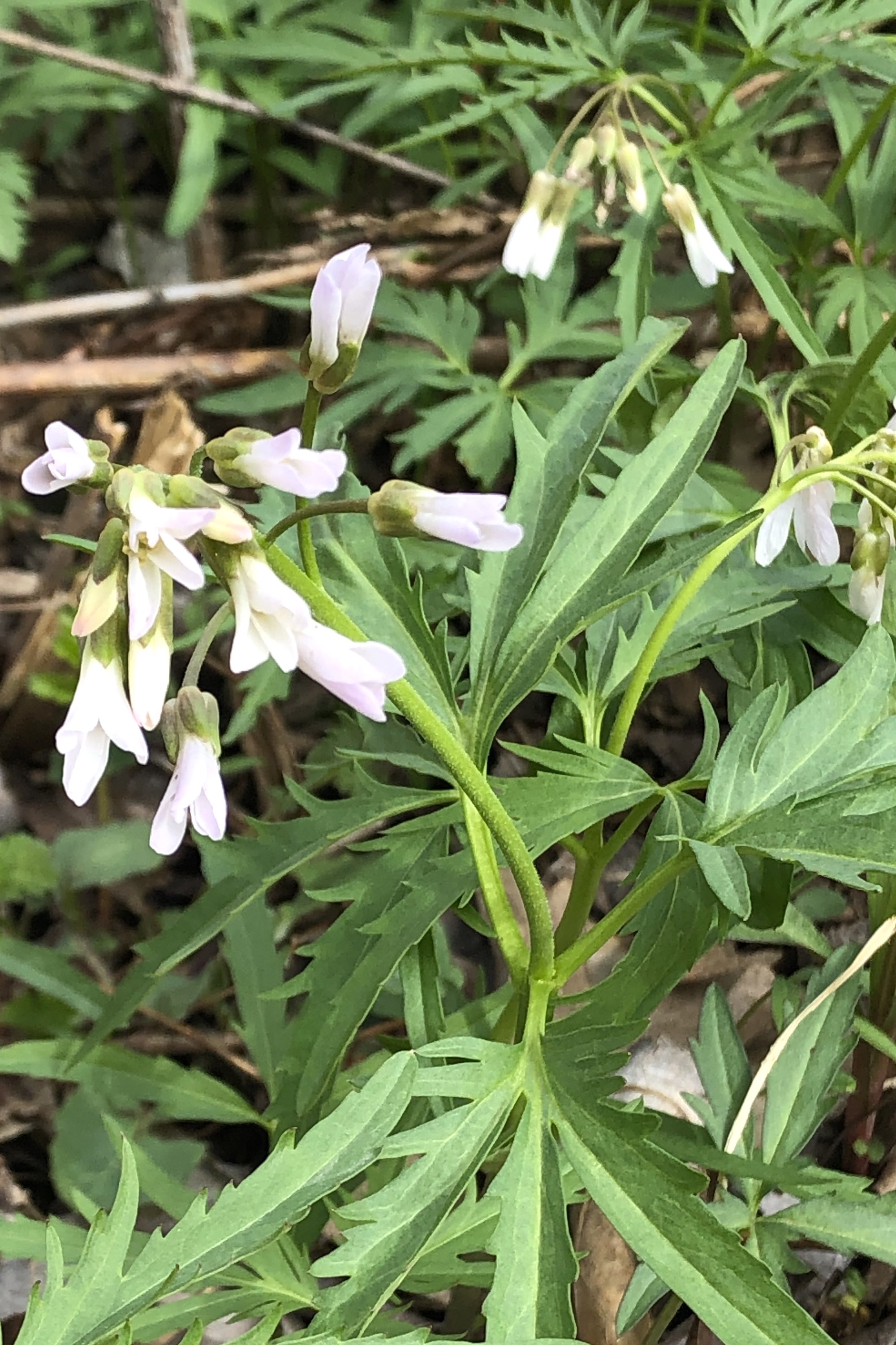 Cutleaf Toothwort near Council Ring Spring on April 13, 2019.