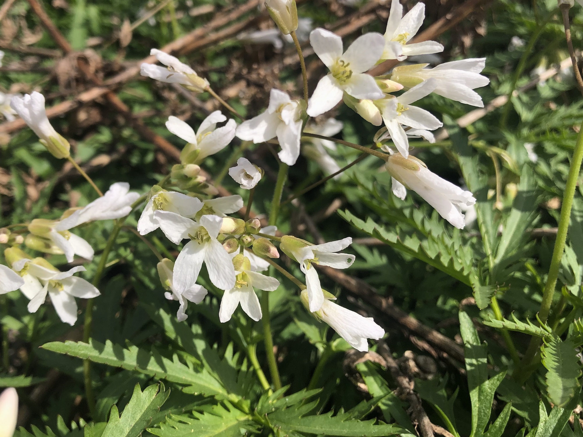 Cutleaf Toothwort in Oak Savanna by Council Ring in Madison, Wisconsin on April 20, 2020.