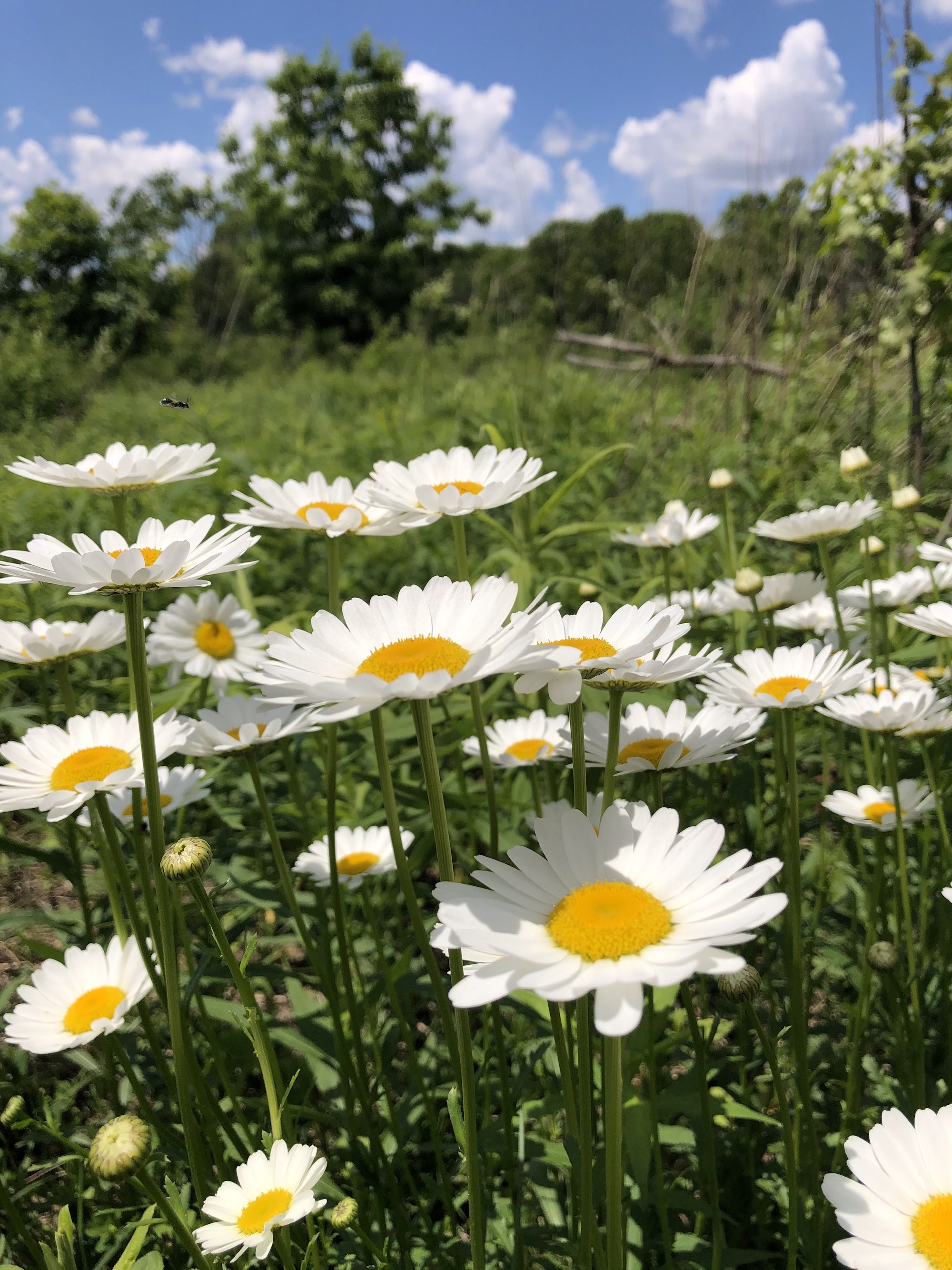 Ox-eye Daisies in UW Arboretum's Greene Prairie in Madison, Wisconsin on June 1, 2021.