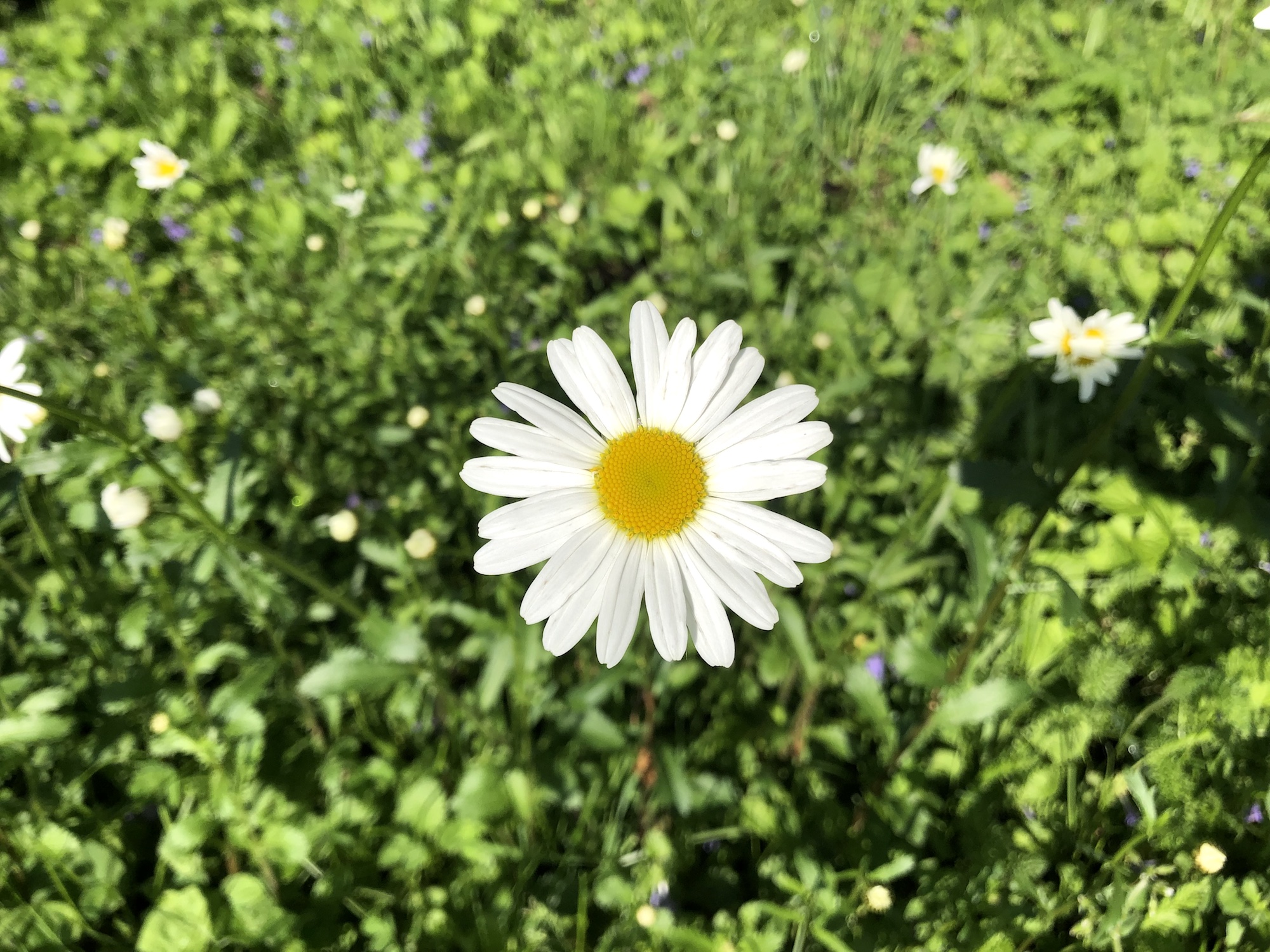 Ox-eye Daisy on bank of retaining pond on June 2, 2019.