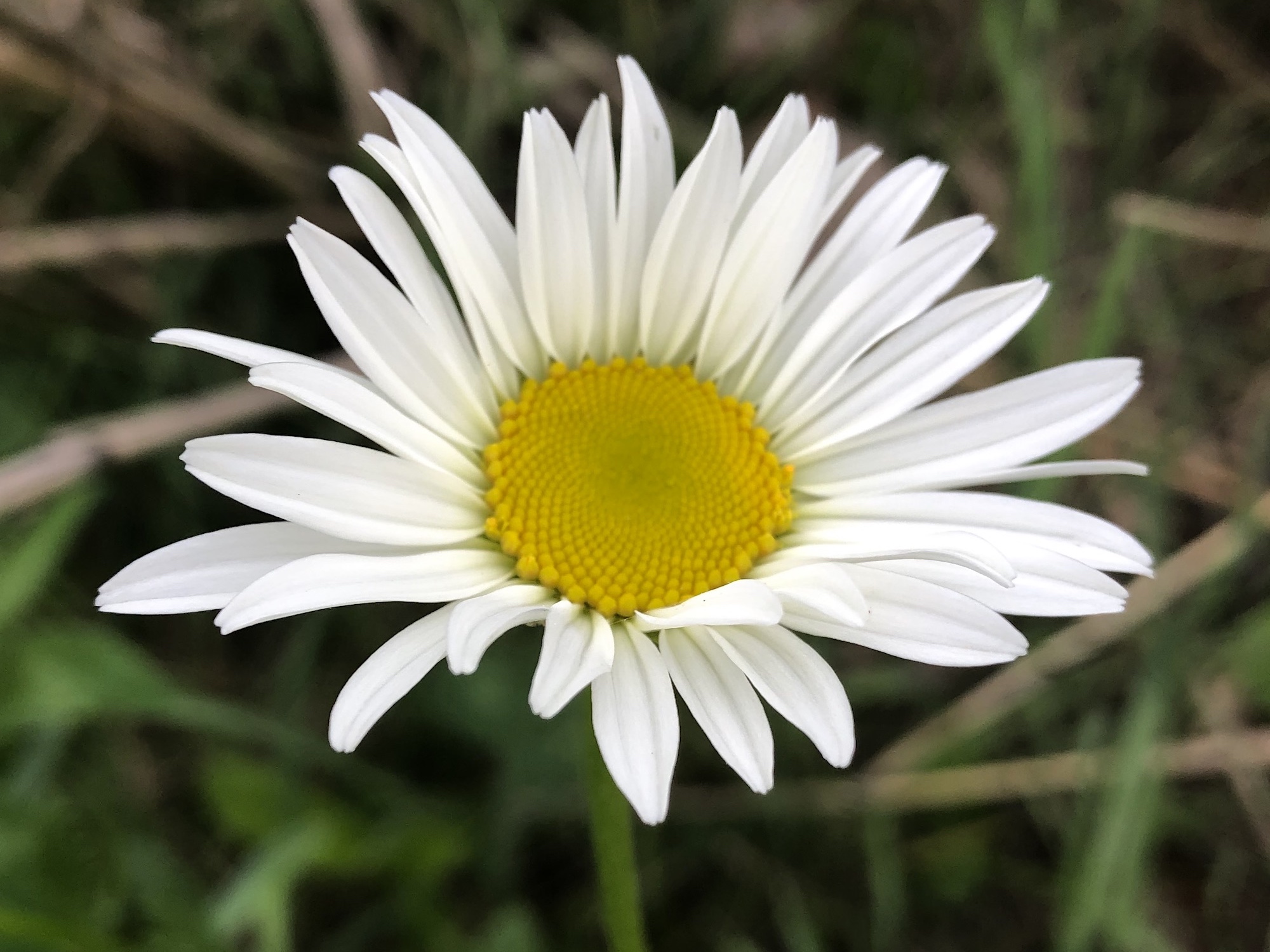 Ox-eye Daisy on bank of retaining pond in Madison, Wisconsin on June 1, 2020.
