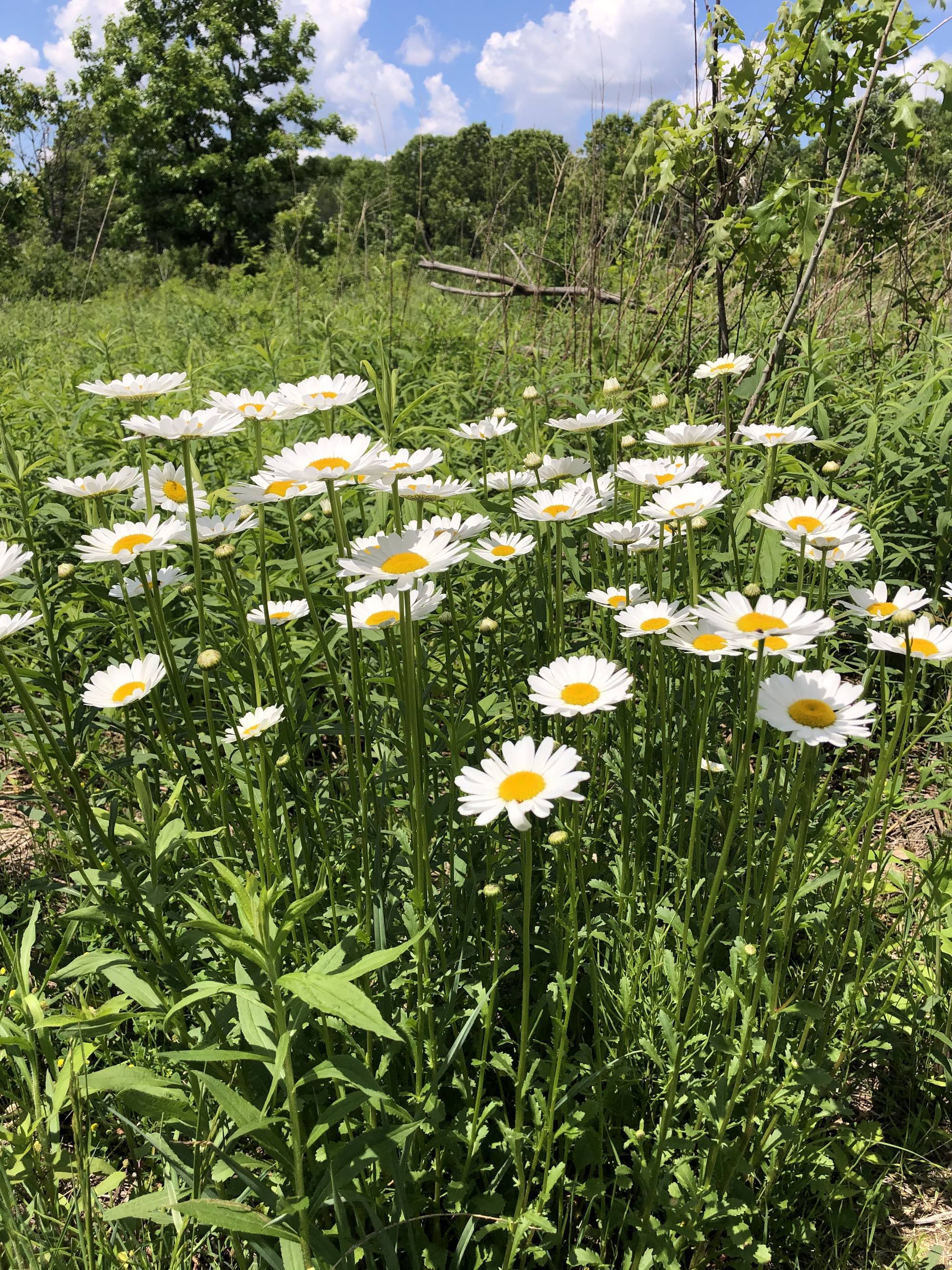 Ox-eye Daisies in UW Arboretum's Greene Prairie in Madison, Wisconsin on June 1, 2021.