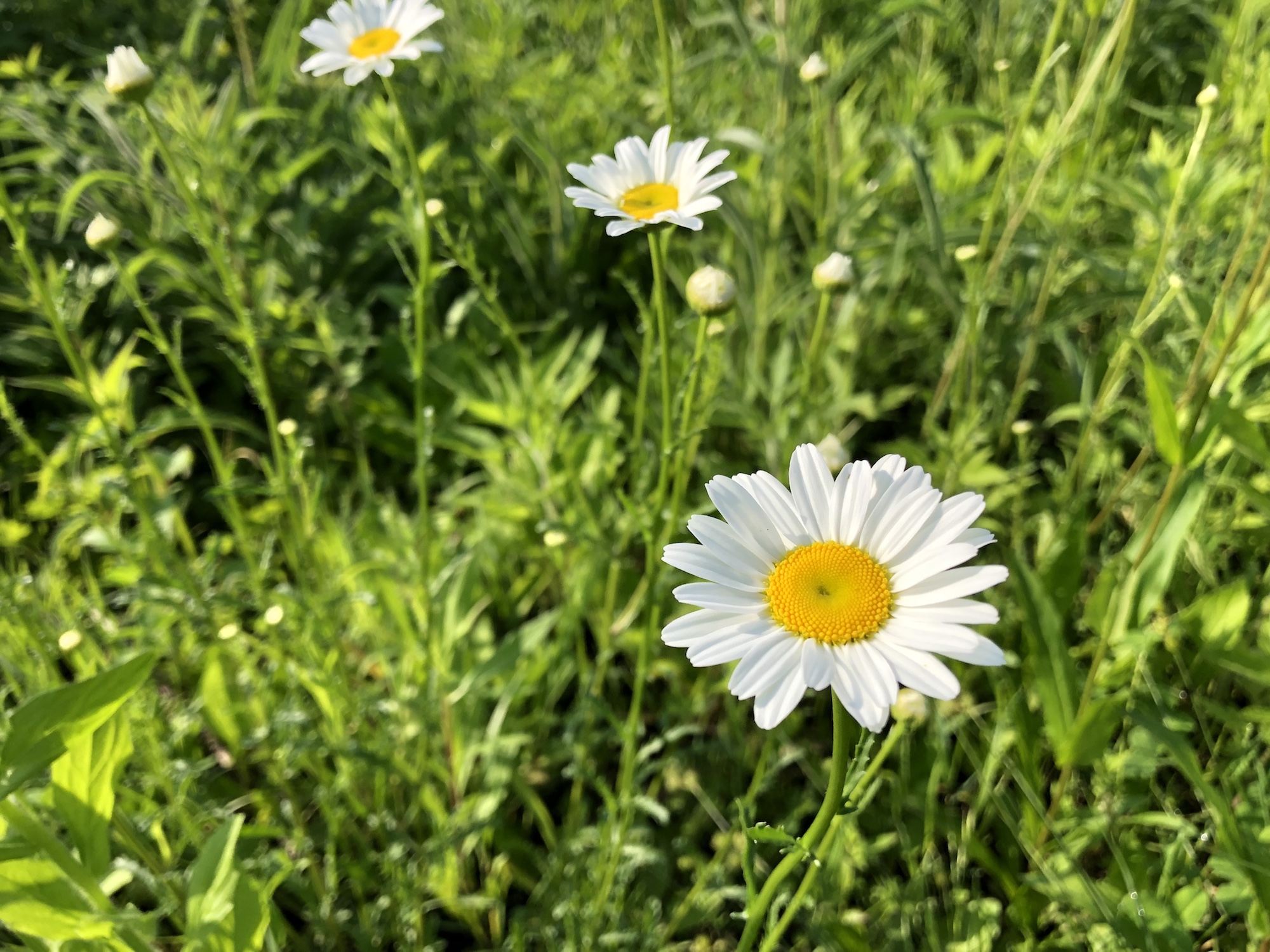 Daisy on bank of retaining pond at the corner of Manitou Way and Nakoma Road in Madison, Wisconsin on June 6, 2019.