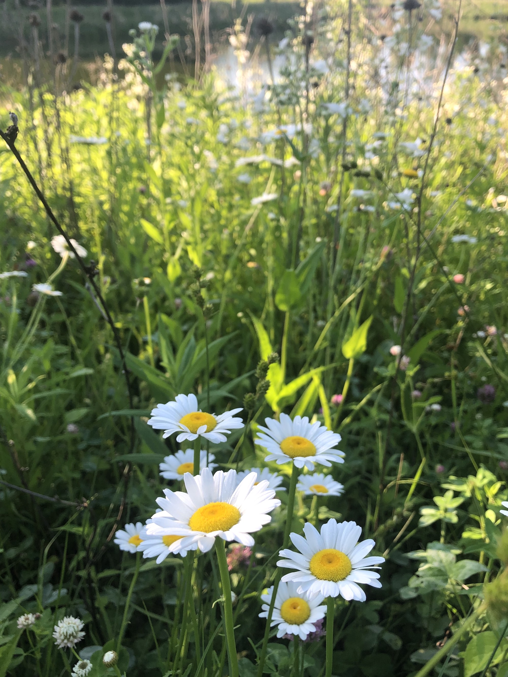 Ox-eye Daisies on bank of retaining pond in Madison, Wisconsin on June 12, 2020.