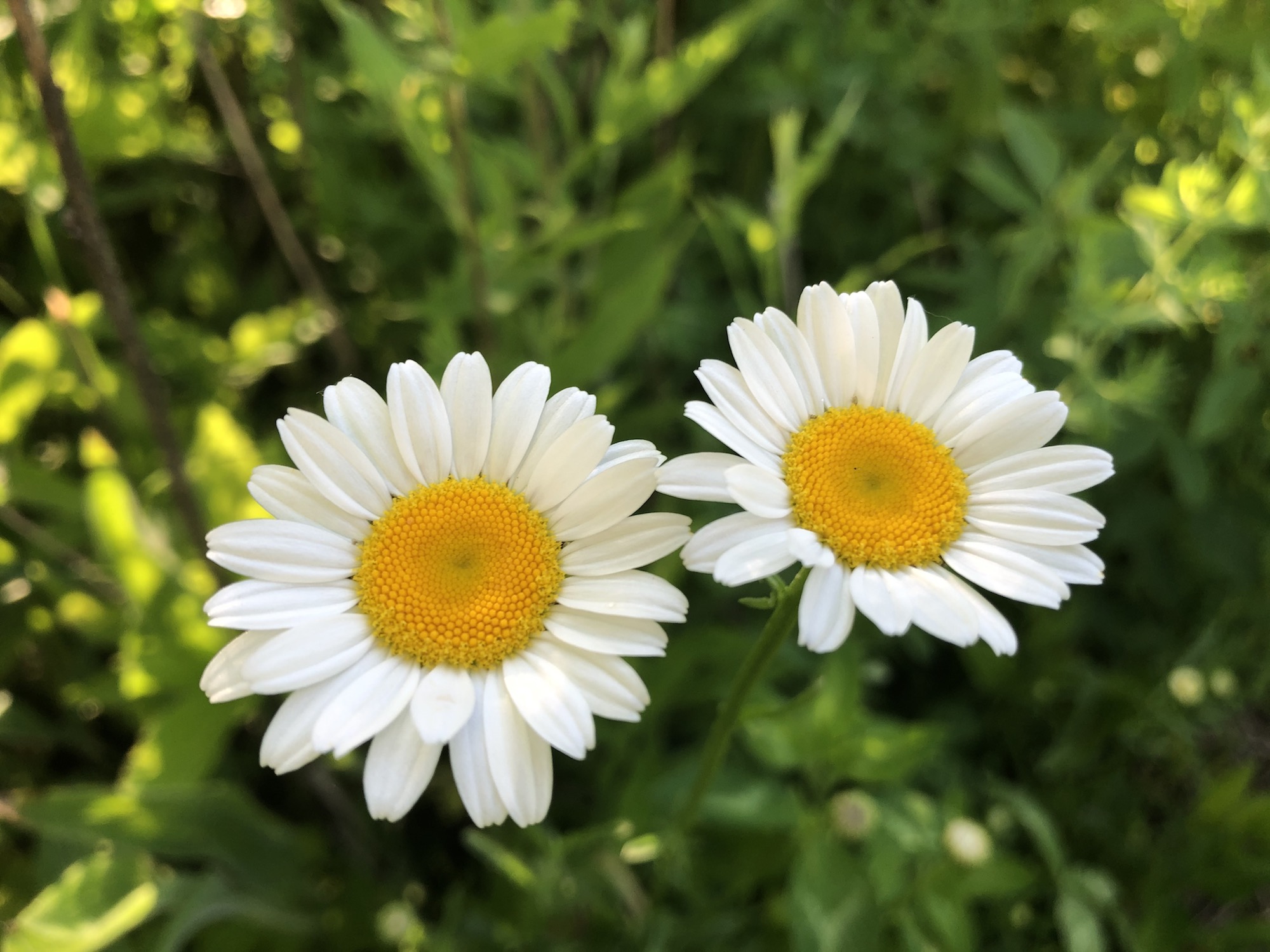 Ox-eye Daisy on bank of retaining pond in Madison, Wisconsin on June 8, 2020.
