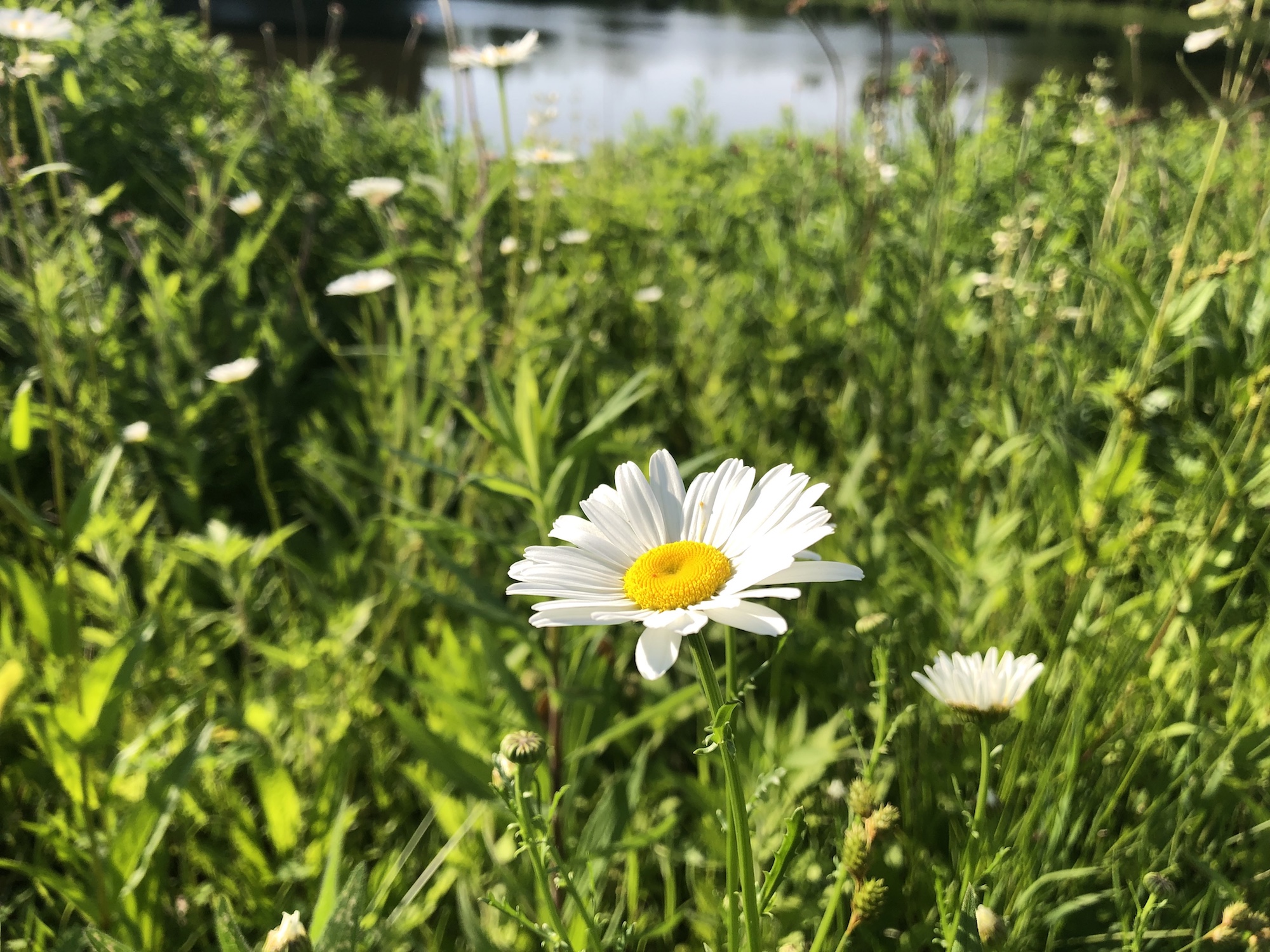 Daisies on bank of retaining pond at the corner of Manitou Way and Nakoma Road in Madison, Wisconsin on June 15, 2019.