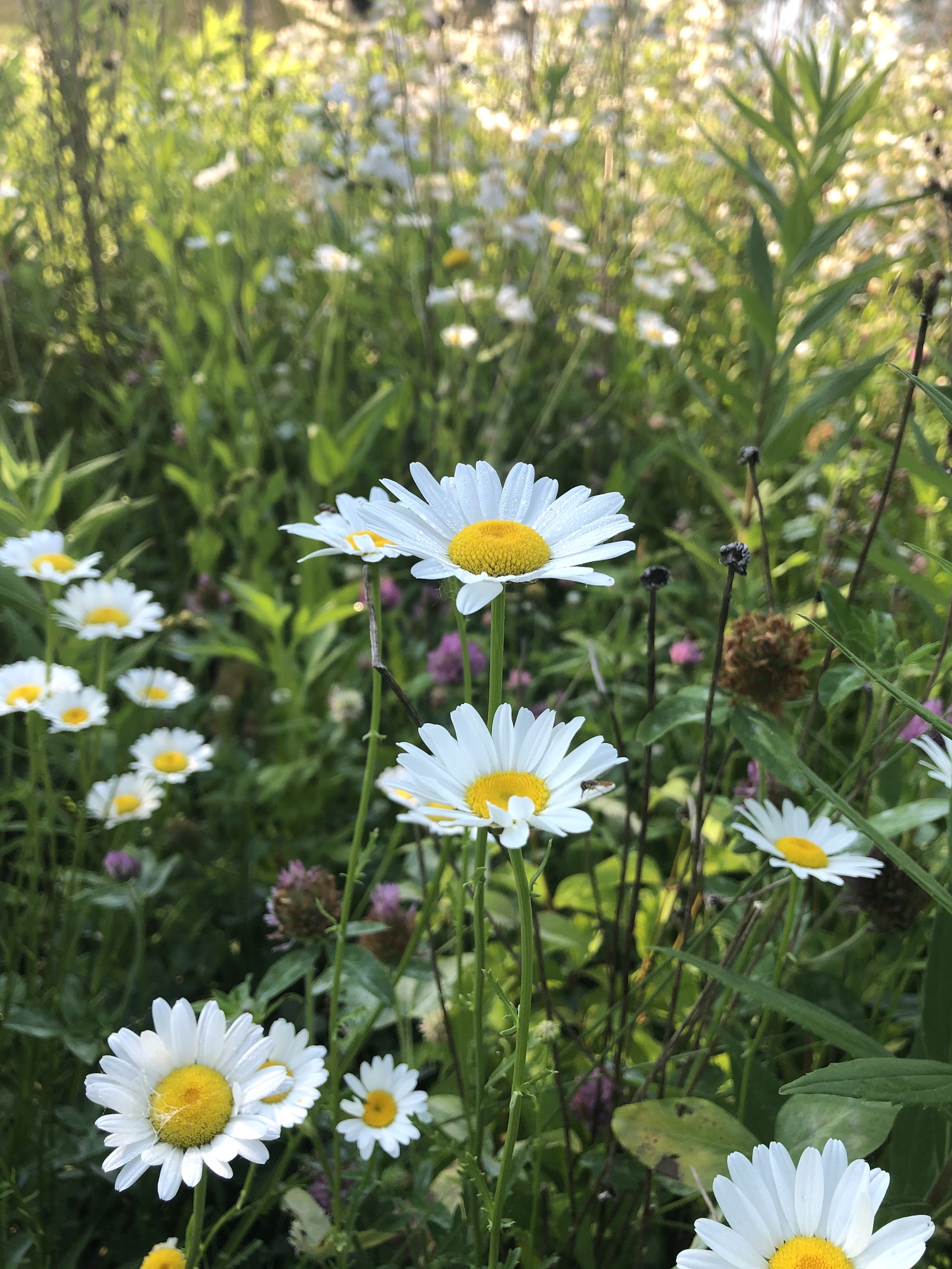Ox-eye Daisies on bank of retaining pond in Madison, Wisconsin on June 18, 2020.