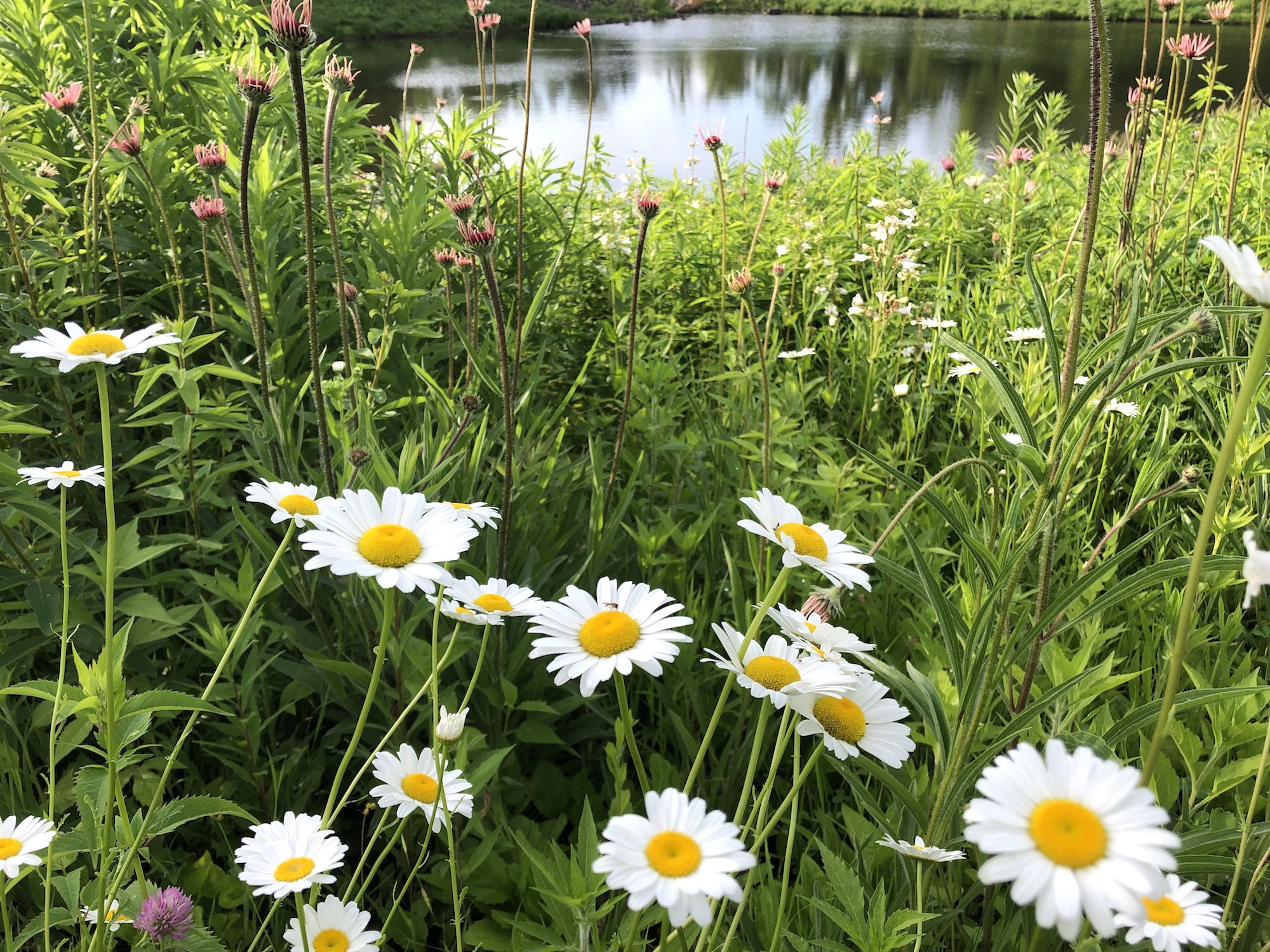 Ox-eye Daisies on bank of retaining pond at the corner of Manitou Way and Nakoma Road in Madison, Wisconsin on June 20, 2019.