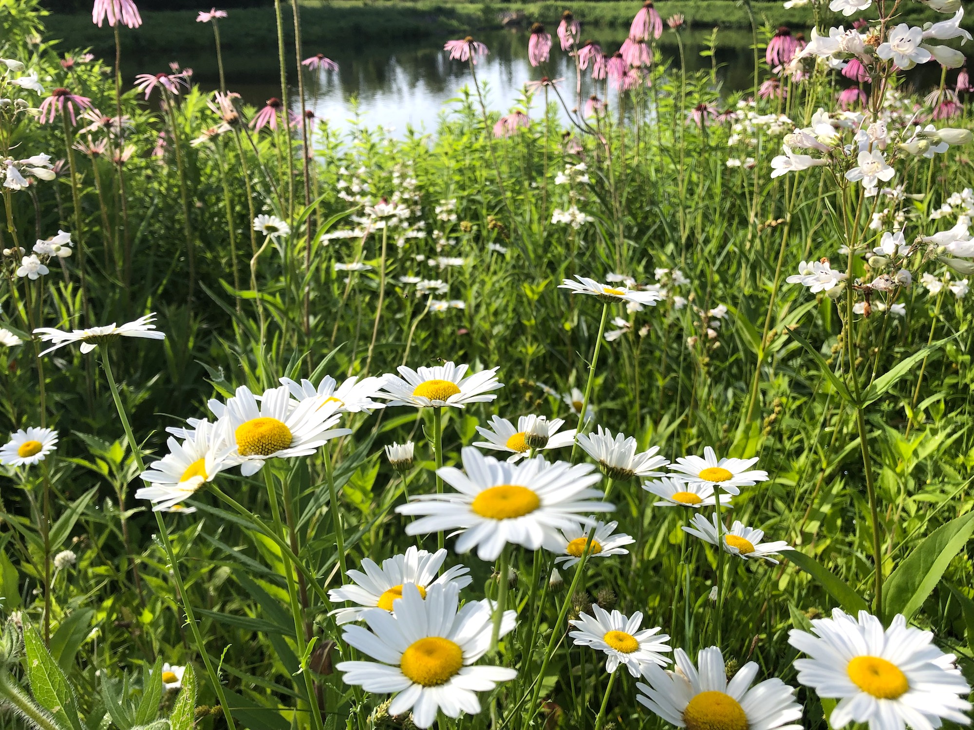 Ox-eye Daisies on bank of retaining pond at the corner of Manitou Way and Nakoma Road in Madison, Wisconsin on June 26, 2019.