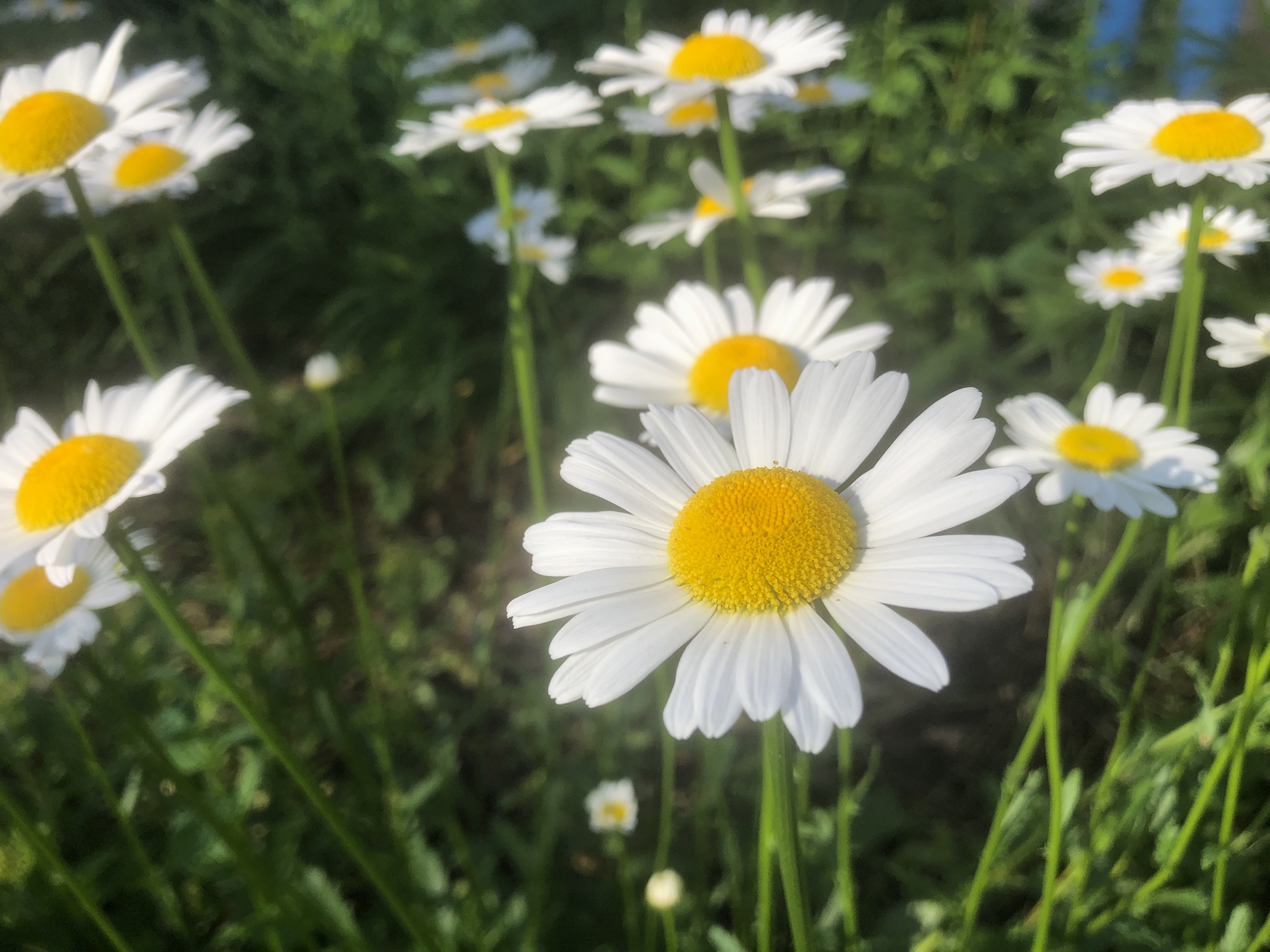 Ox-eye Daisies by Wingra Boats in Madison, Wisconsin on June 10, 2020.