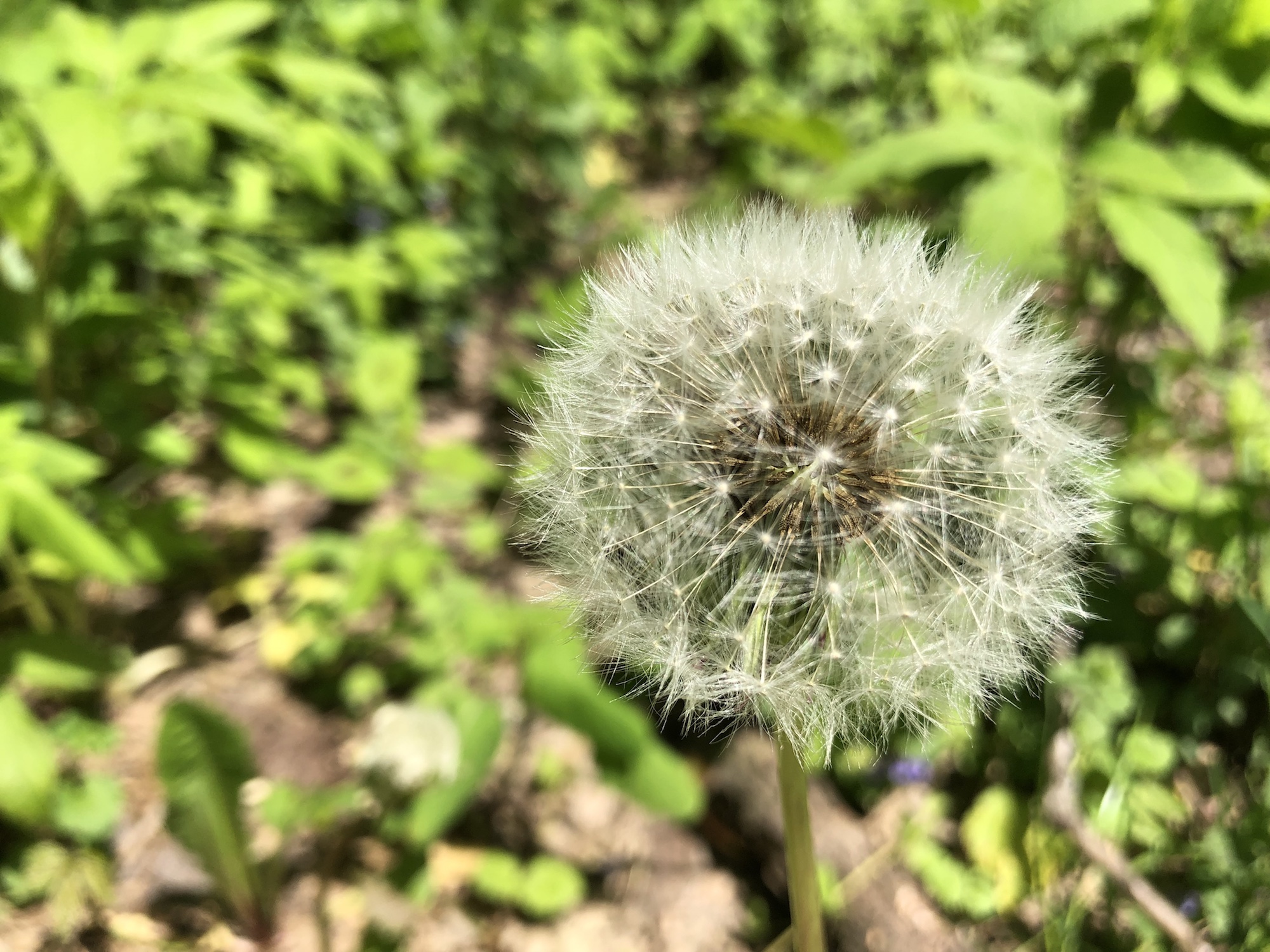 Dandelion puffball in Nakoma Park in Madison Wisconsin on May 26, 2020.