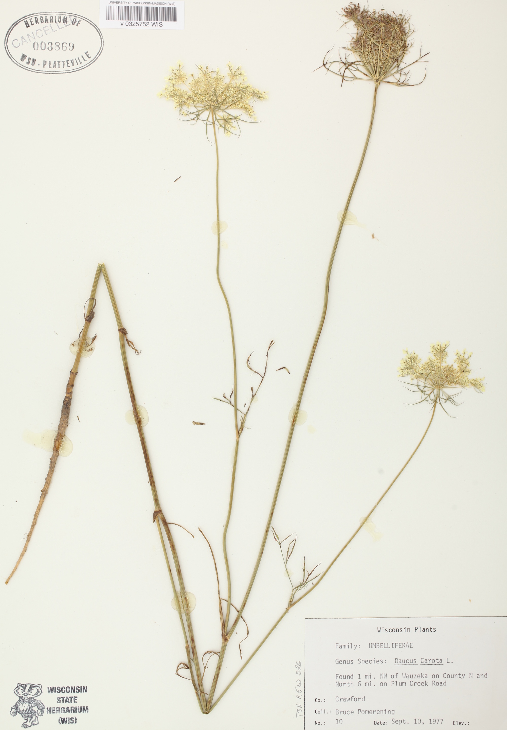  Queen Anne's Lace specimen collected in Wauzeka County on Plum Creek Road on September 10, 1977.
