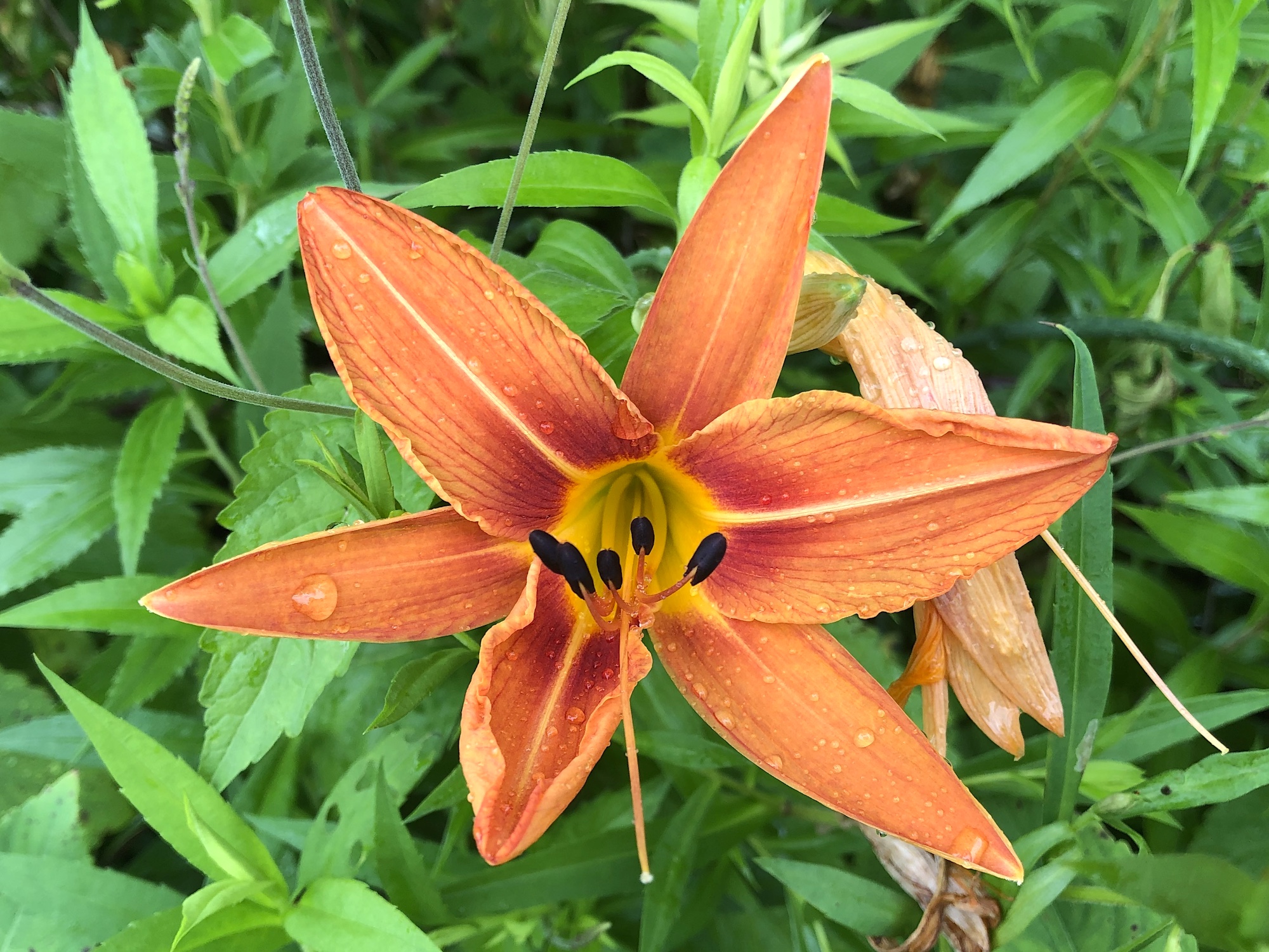 Orange Day Lily on edge of woods by Oak Savanna in Madison, Wisconsin on July 6, 2019.