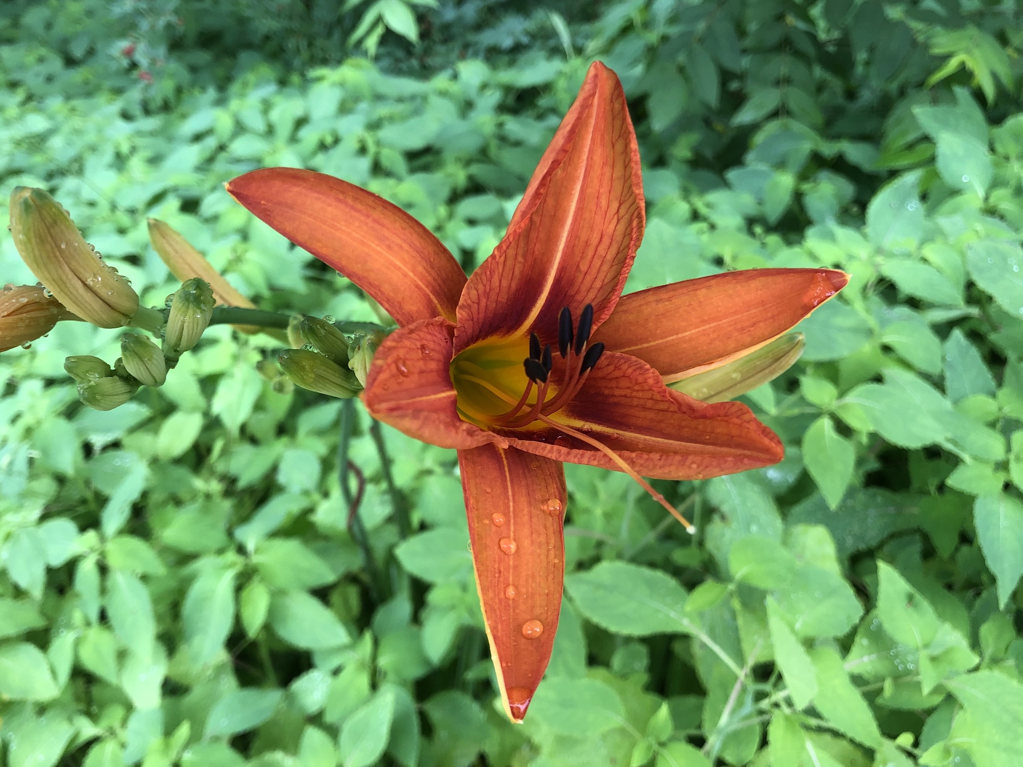 Orange Day Lily on edge of woods by Oak Savanna in Madison, Wisconsin on July 6, 2019.