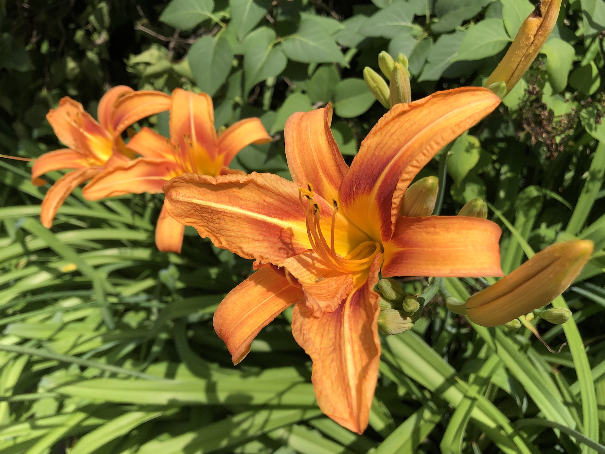 Orange Day Lily in Nakoma yard in Madison, Wisconsin on June 30, 2020.