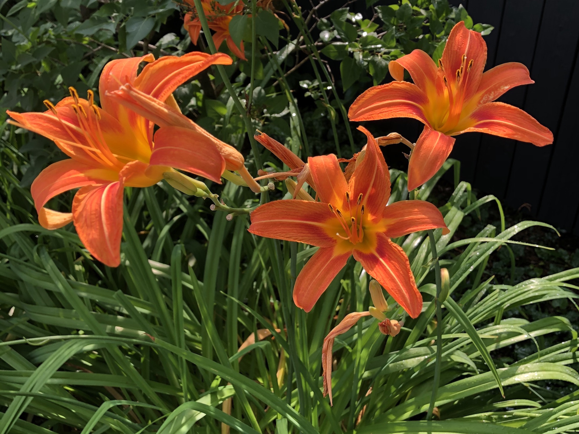 Day Lily.