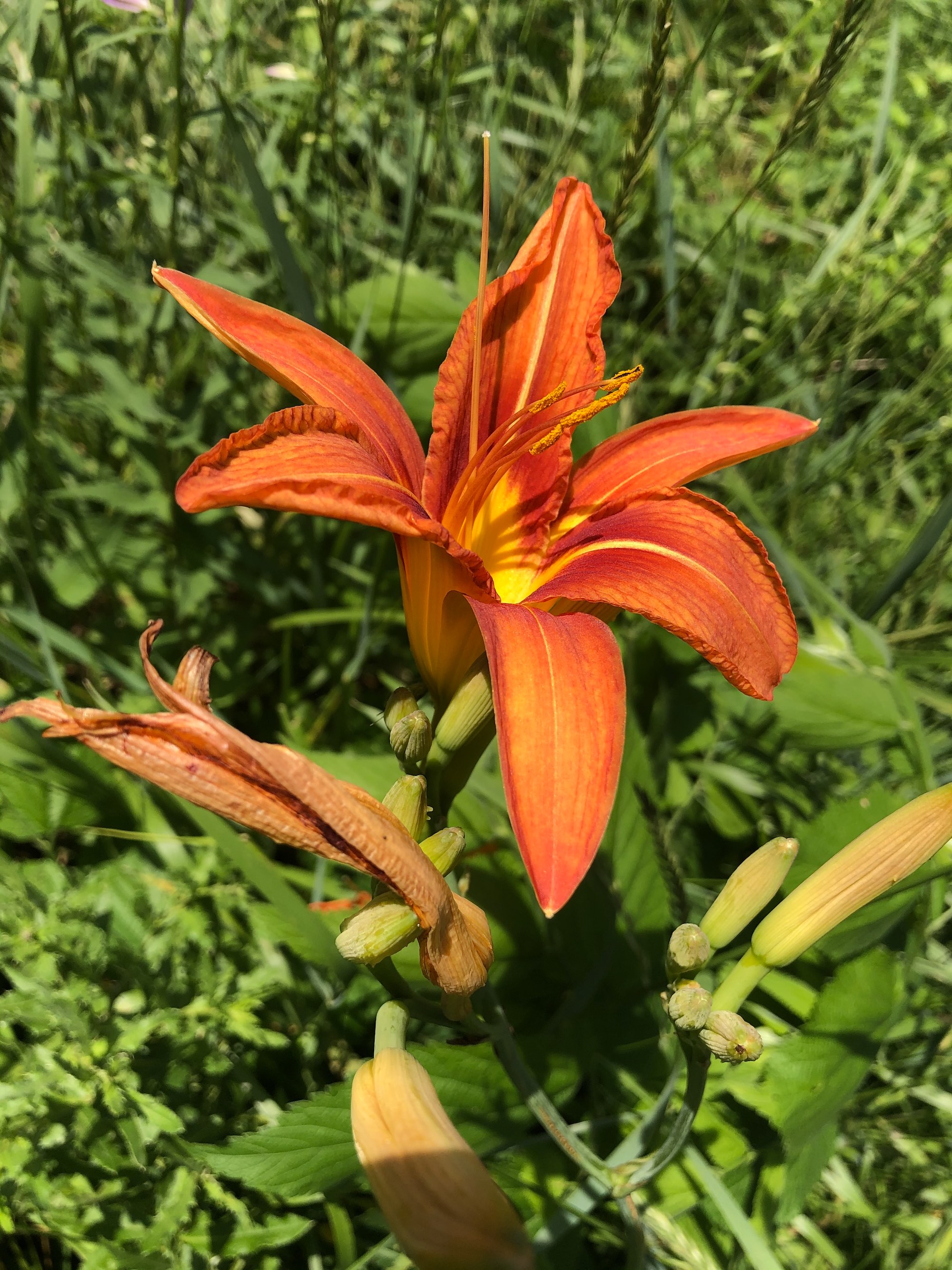 Orange Day Lily in Nakoma yard in Madison, Wisconsin on June 30, 2020.