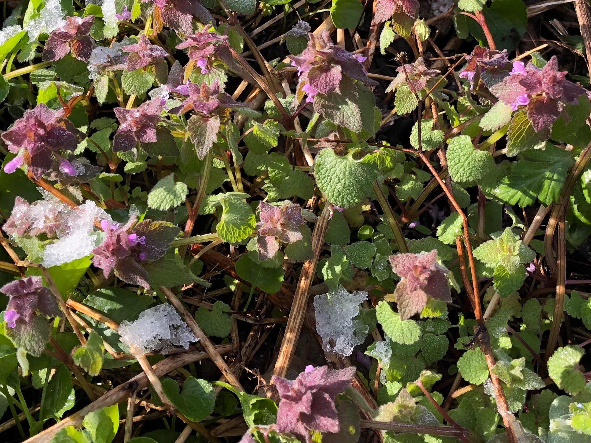 Purple Dead-Nettles in the U.W. Arboretum Oak Savanna in Madison, Wisconsin on April 28, 2019.