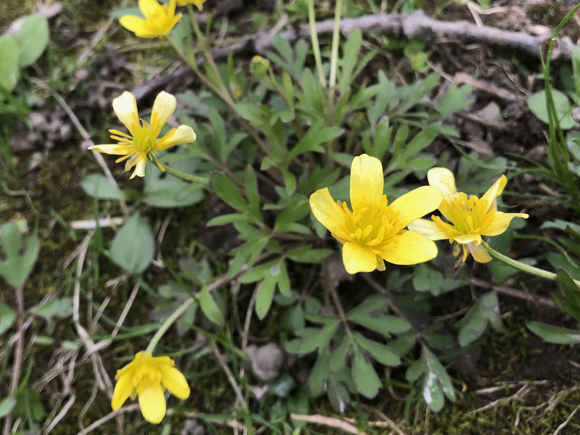 Early Buttercup in Nakoma Park in Madison, Wisconsin on May 4, 2020.