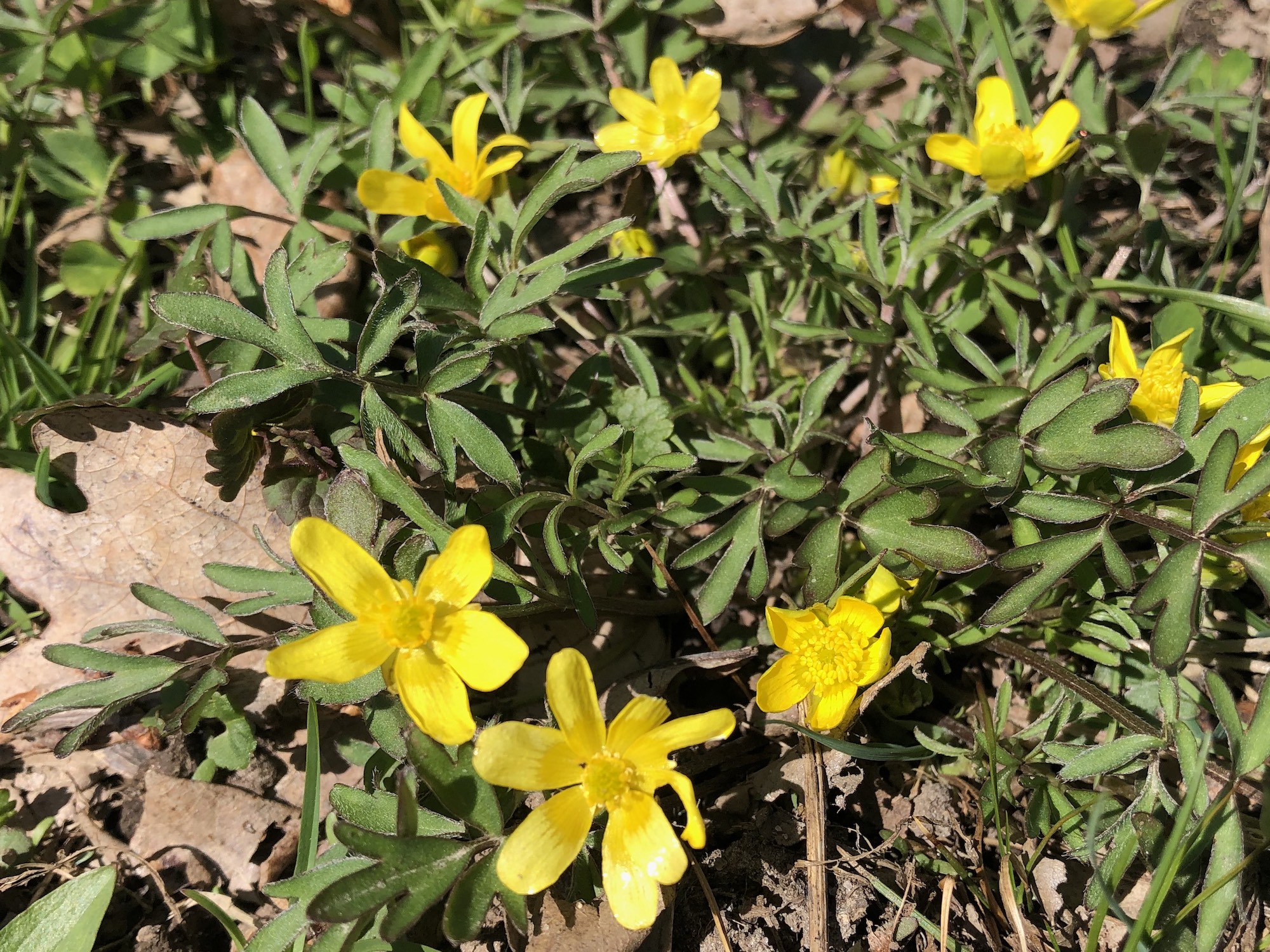 Early Buttercup in Nakoma Park in Madison, Wisconsin on April 26, 2020.