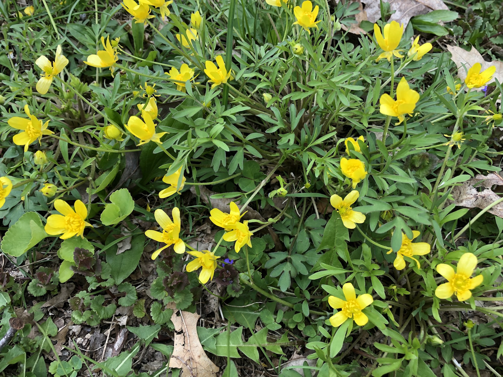 Early Buttercup in Nakoma Park in Madison, Wisconsin on May 7, 2019.