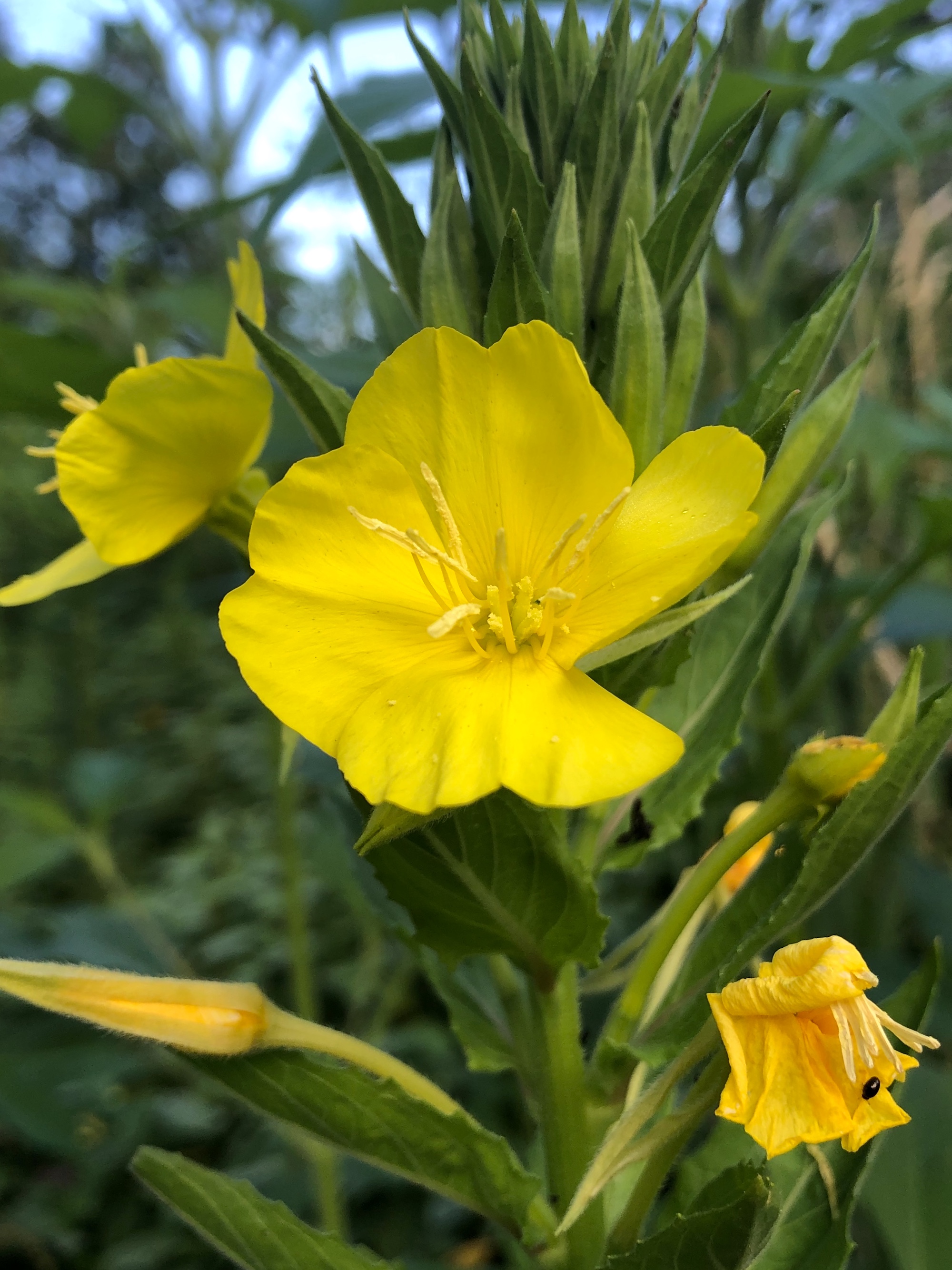 Evening Primrose in woods between Marion Dunn and the Oak Savanna on August 3, 2019.