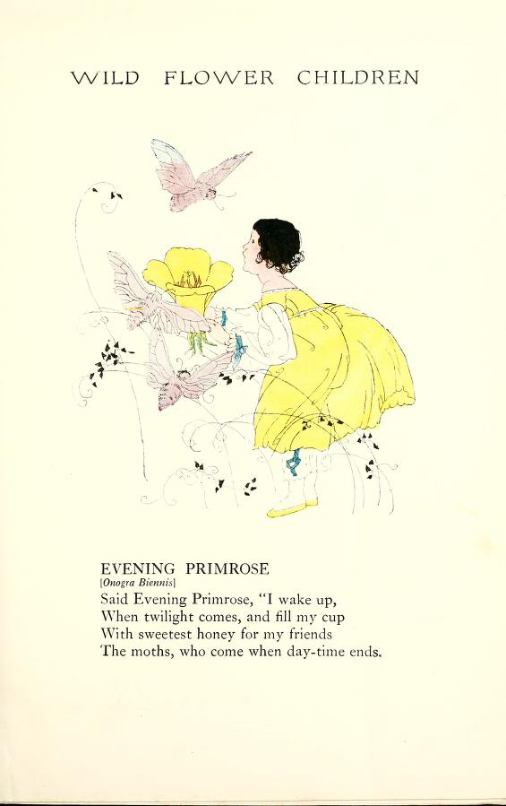 1918 Evening Primrose Wildflower Children by Elizabeth Gordon with illustration by Janet Laura Scott.