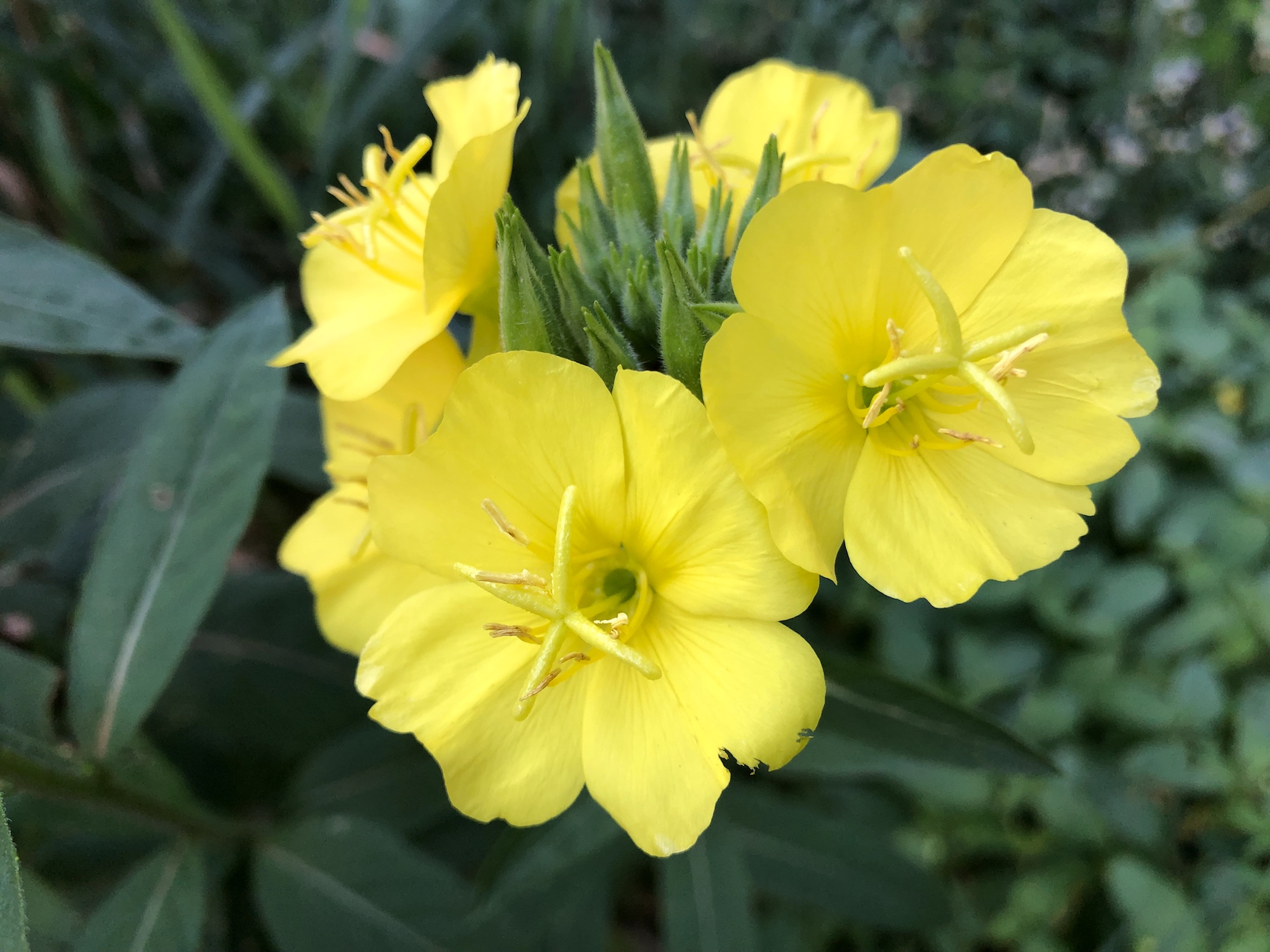 Evening Primrose on shore of Marion Dunn Pond on August 22, 2019.