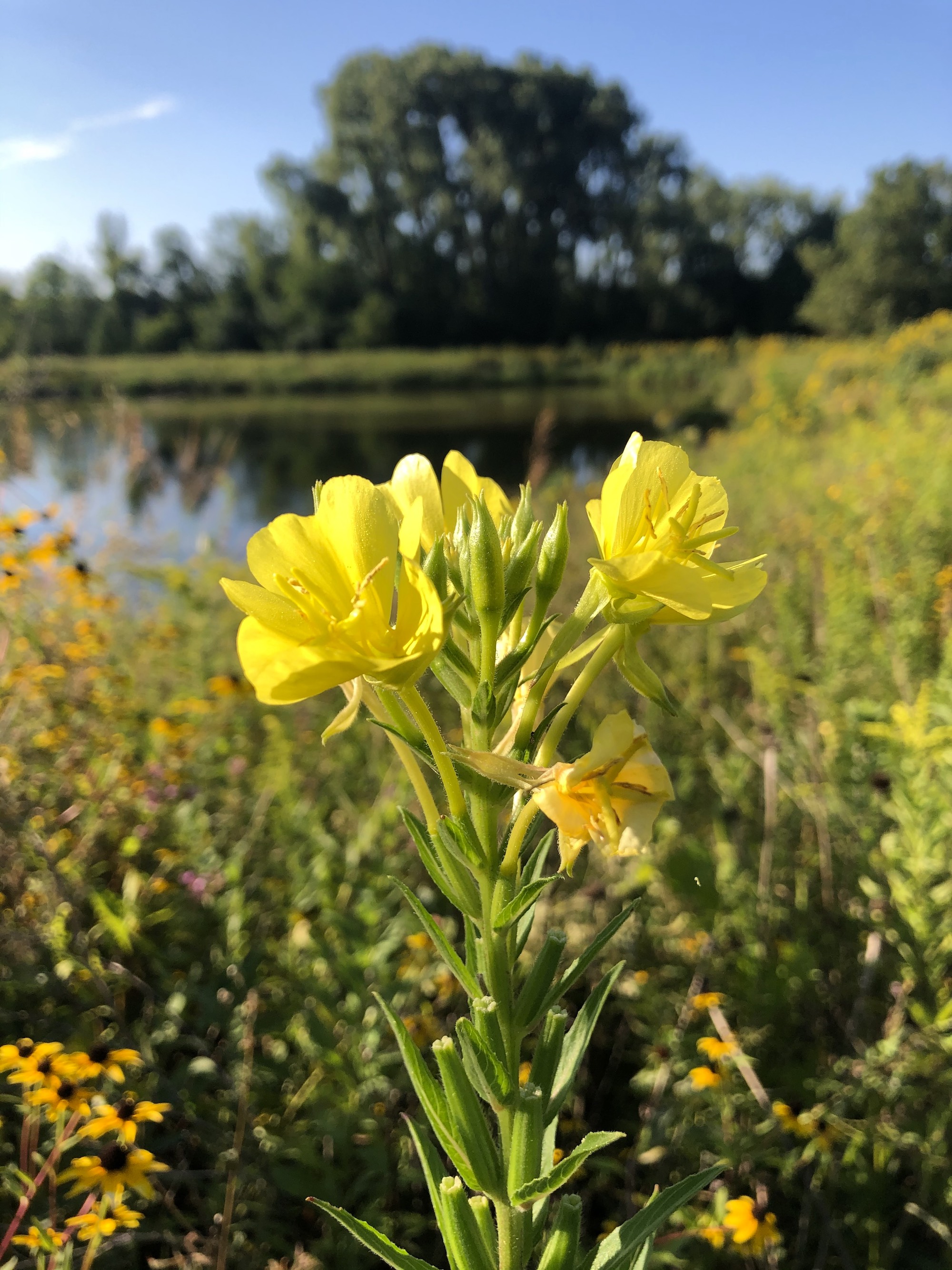 Evening Primrose along shore of the Retaining Pond on the corner of Nakoma Road and  Manitou Way in Madison, Wisconsin on August 21, 2020..