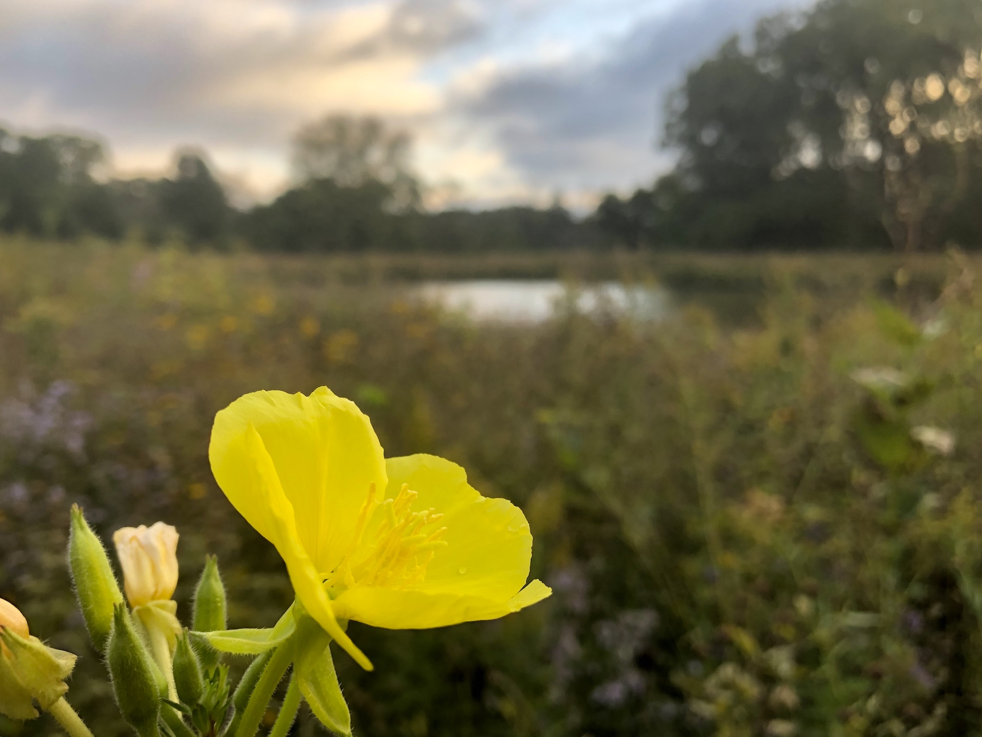 Evening Primrose along shore of the Retaining Pond on the corner of Nakoma Road and Manitou Way on September 25, 2019.