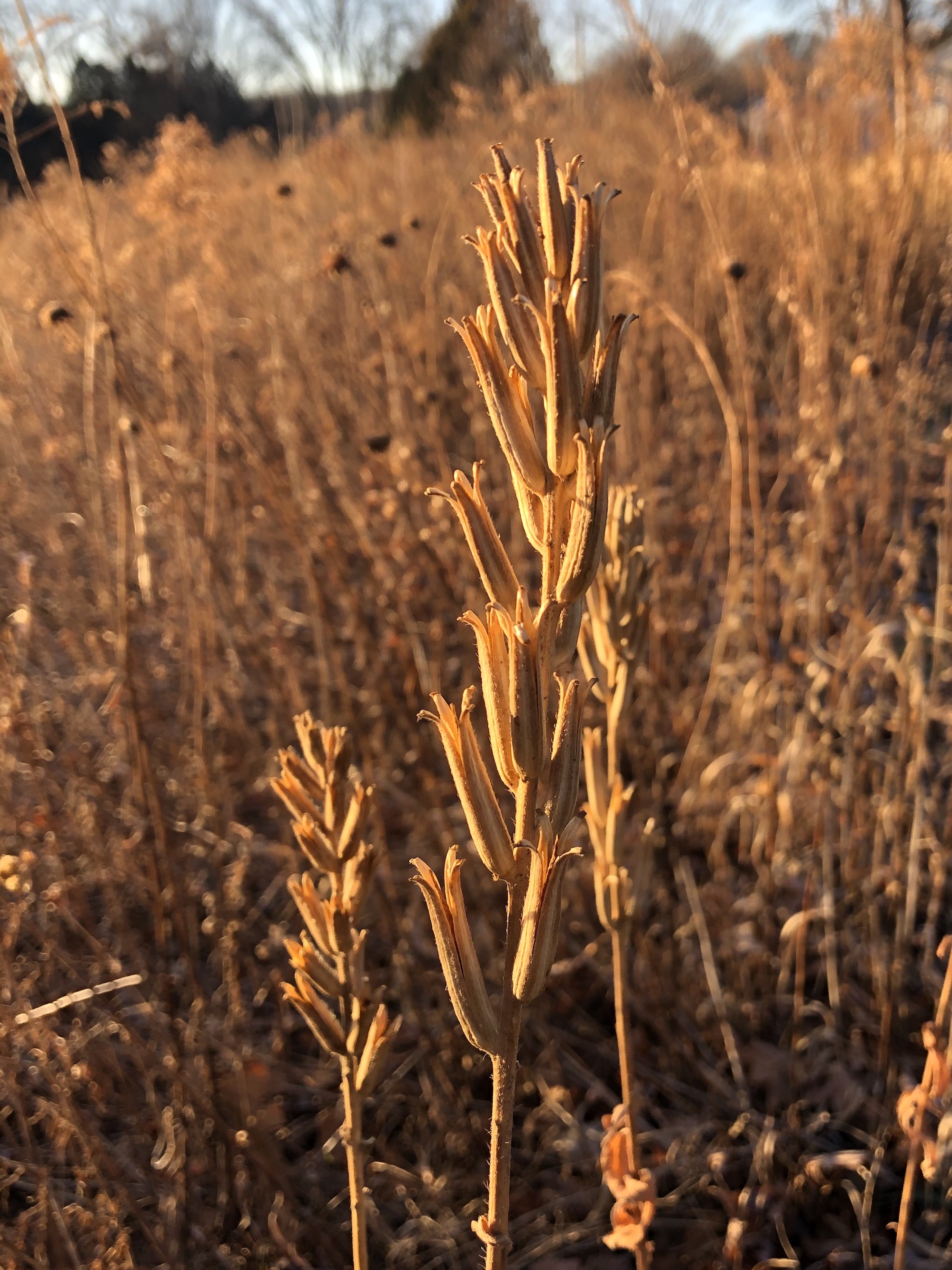 Common Evening Primrose seed pods along shore of the Retaining Pond on the corner of Nakoma Road and  Manitou Way on December 1, 2020.