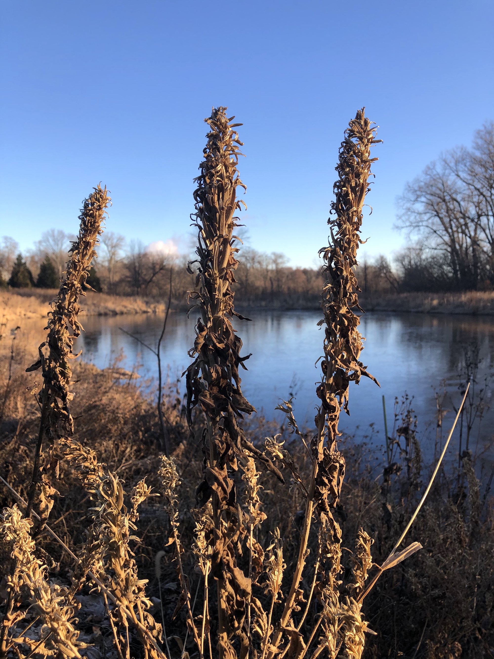 Common Evening Primrose seed pods along shore of the Retaining Pond on the corner of Nakoma Road and  Manitou Way on December 1, 2020.