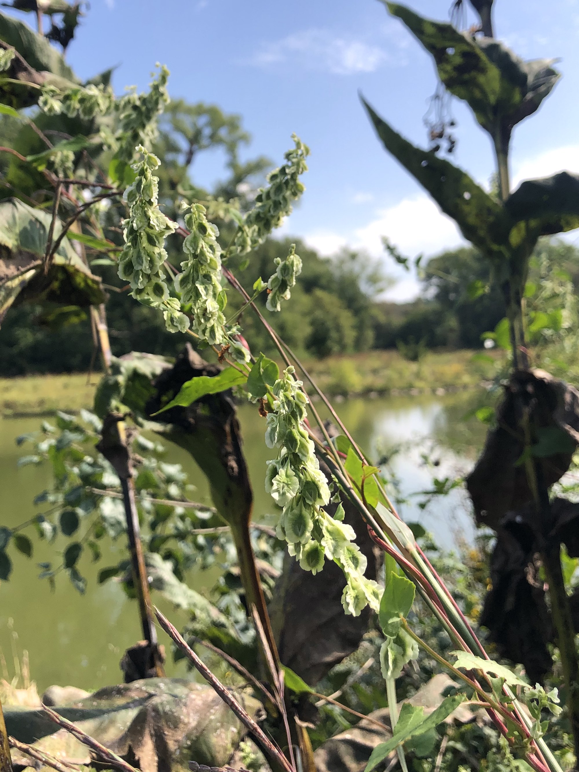 False Climbing Buckwheat on shore of Retaining Pond twining around dying Cup Plant in Madison, Wisconsin on September 16, 2022.