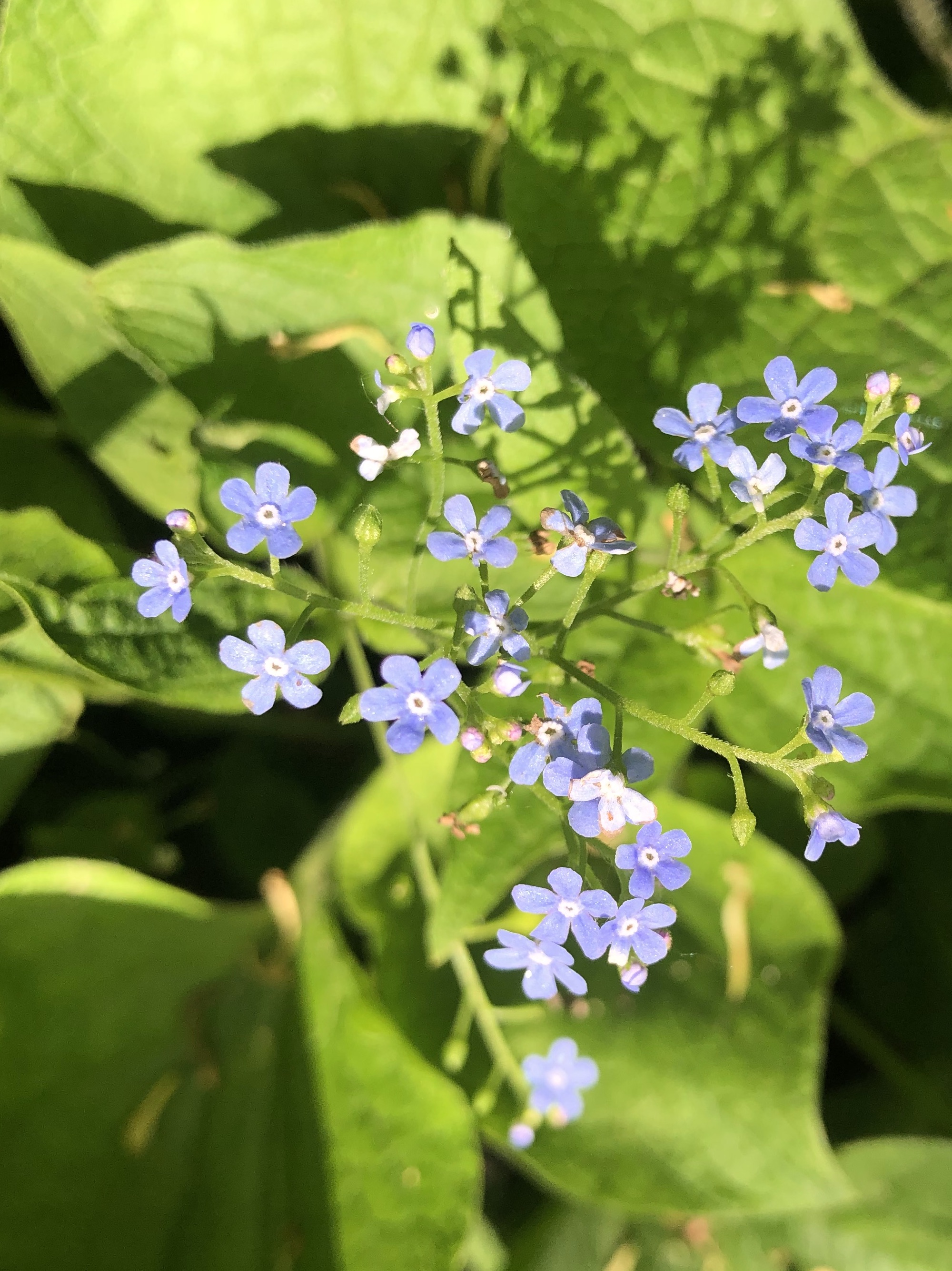 False Forget-Me-Not in the Thoreau Rain Garden in Madison, Wisconsin on May 122, 2022